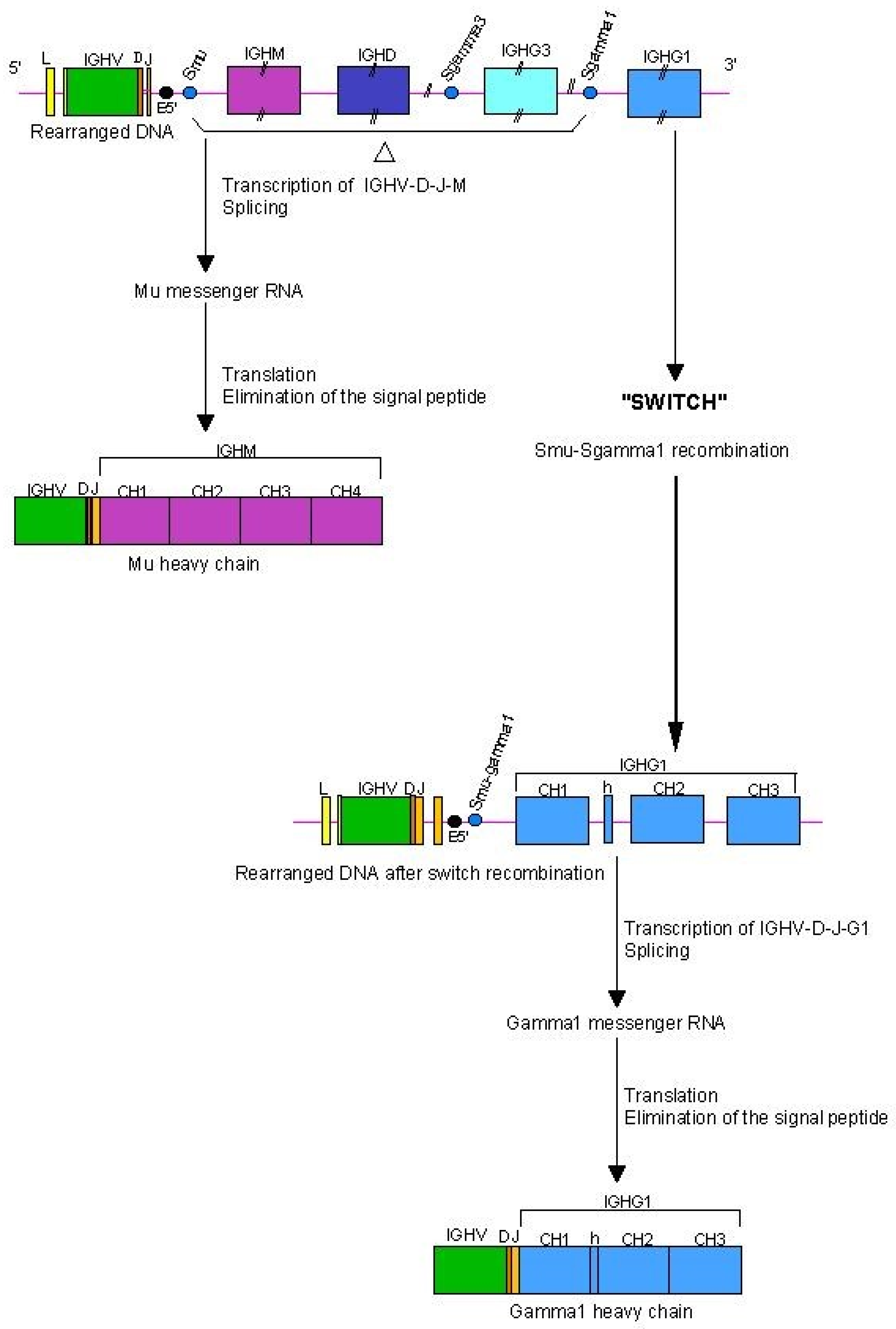 Biomedicines 08 00319 g010