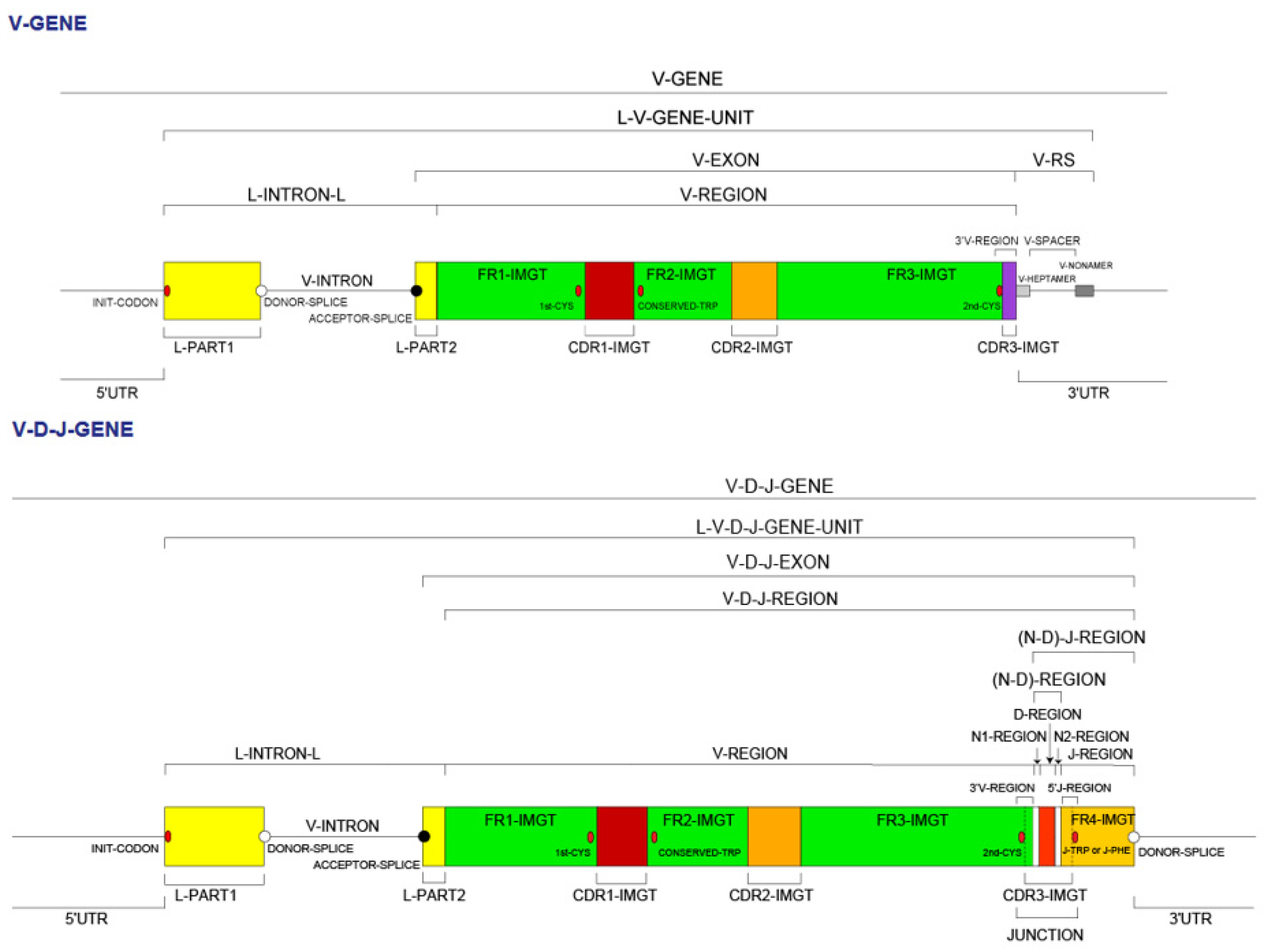 Biomedicines Free Full Text Immunoglobulins Or Antibodies Imgt Bridging Genes Structures And Functions Html