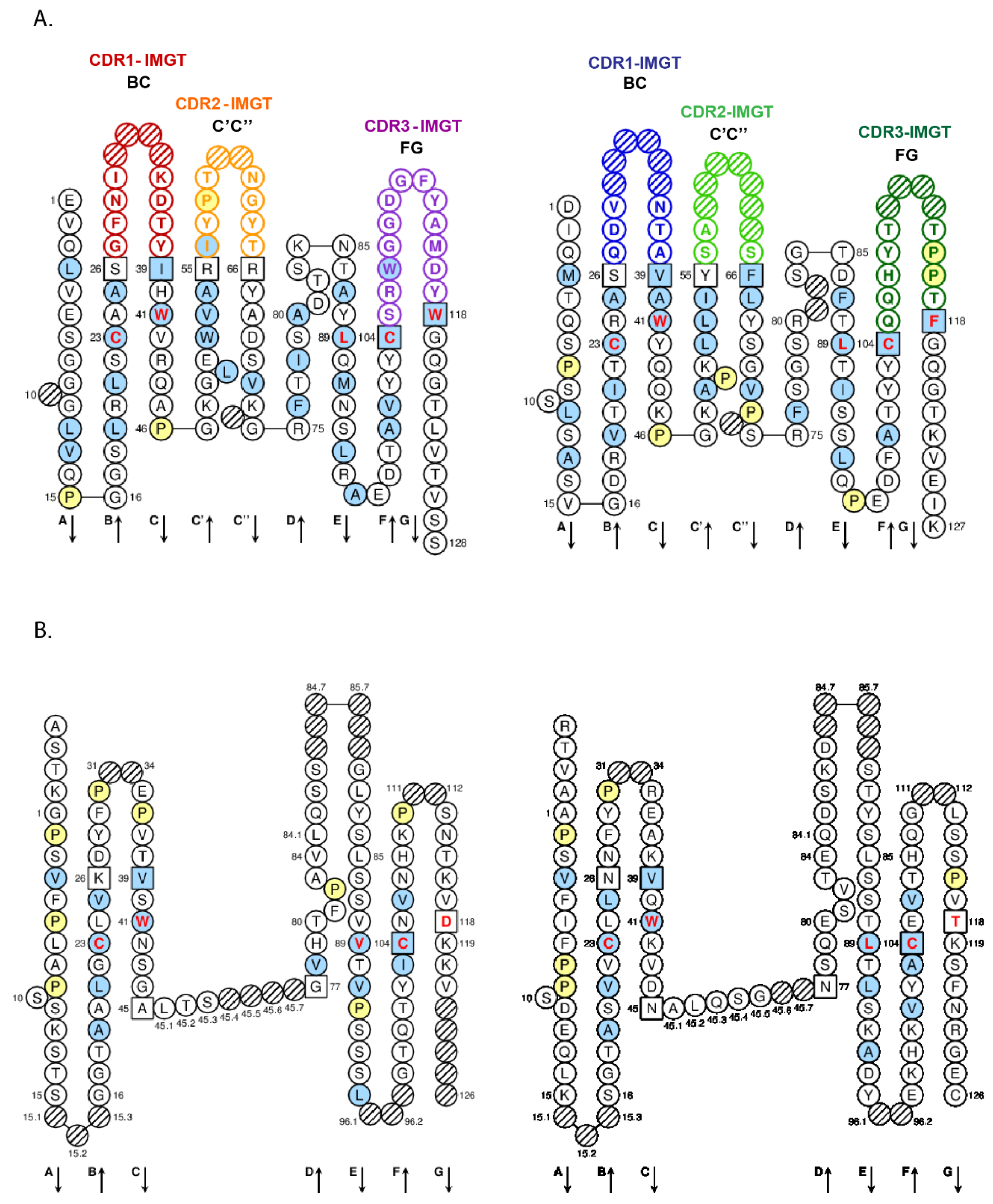 Biomedicines Free Full Text Immunoglobulins Or Antibodies Imgt Bridging Genes Structures And Functions Html