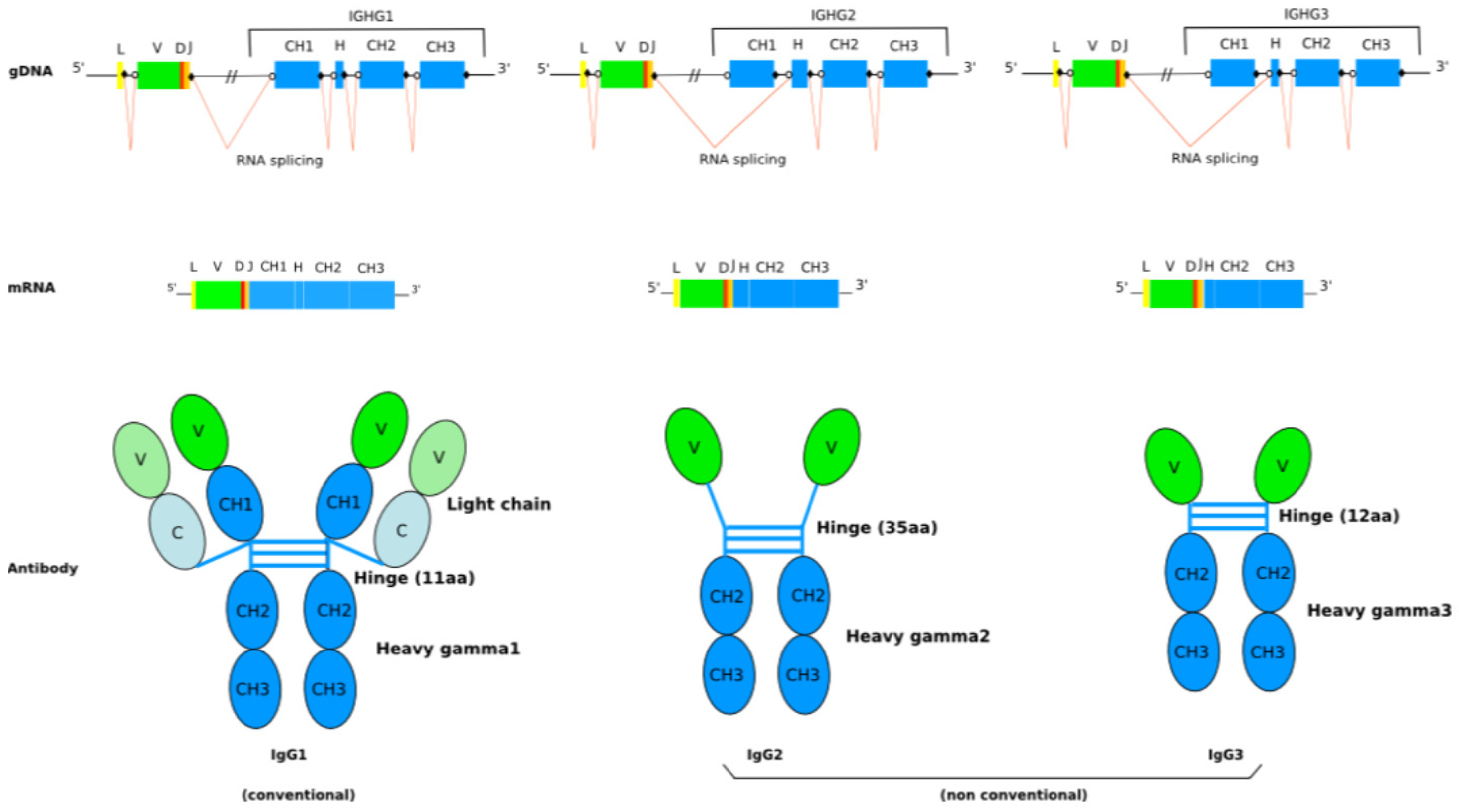 Igg3 Immunoglobulin structure. Структура антител. Подклассы иммуноглобулина g. Igg1 igg2 igg3 igg4.