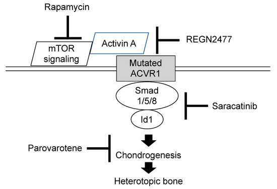 Biomedicines 08 00325 g009 550