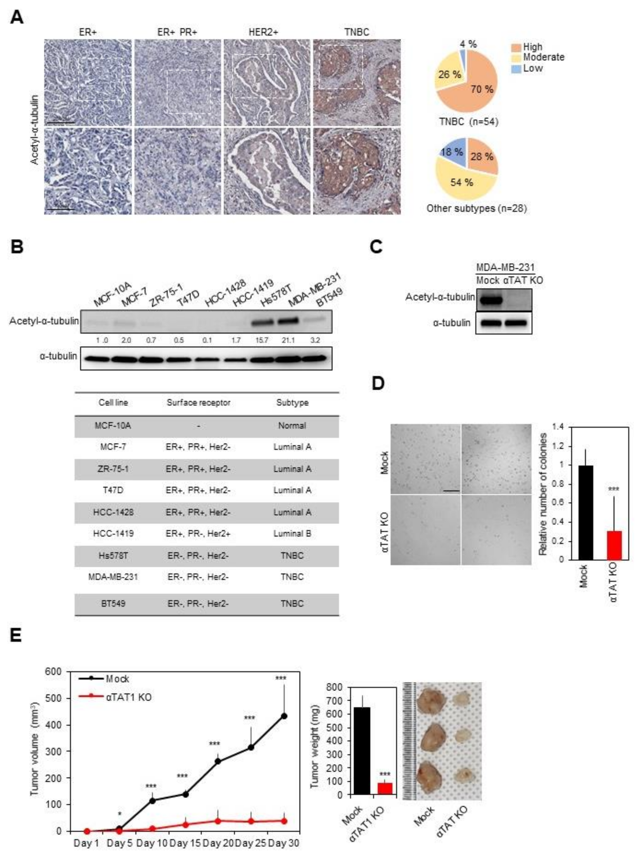 Biomedicines | Free Full-Text | Potent Small-Molecule Inhibitors Targeting Acetylated Microtubules as Anticancer Agents Against Triple-Negative Breast Cancer | HTML