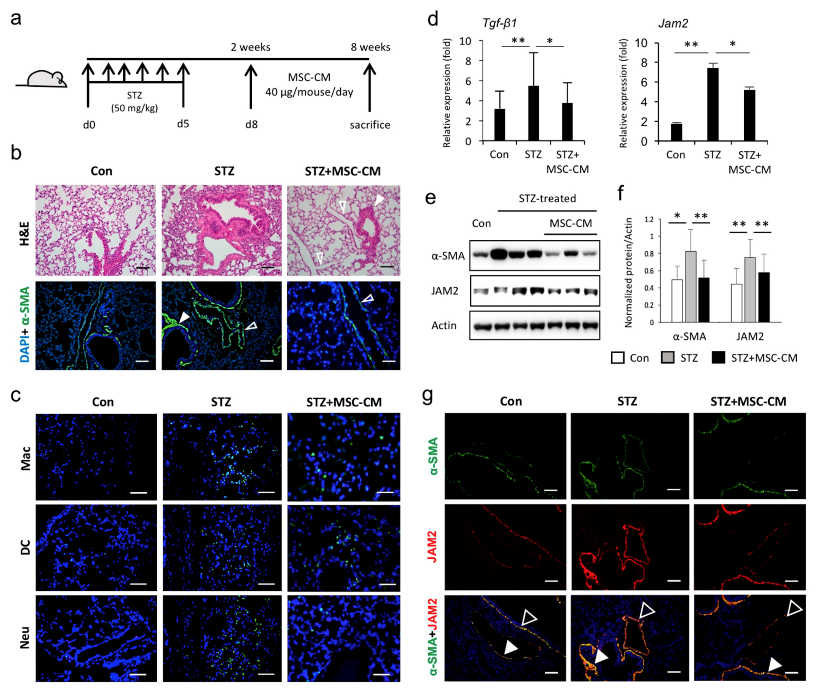 Biomedicines 08 00346 g004