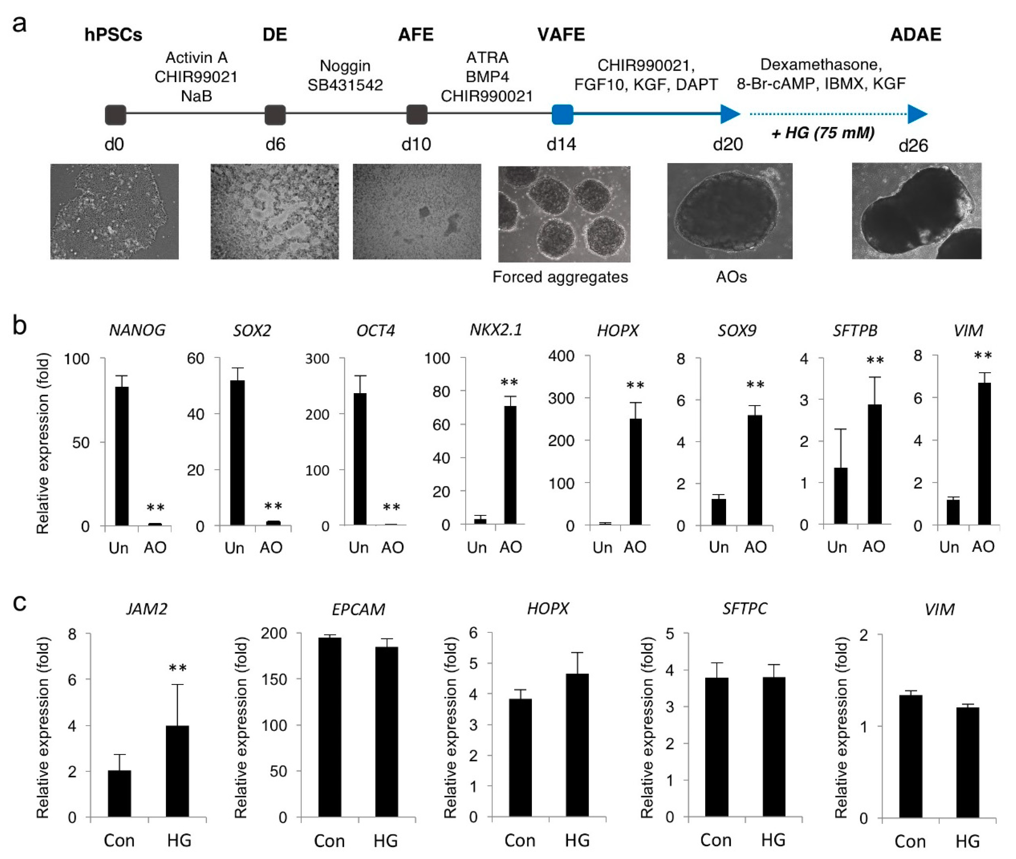 Biomedicines 08 00346 g005