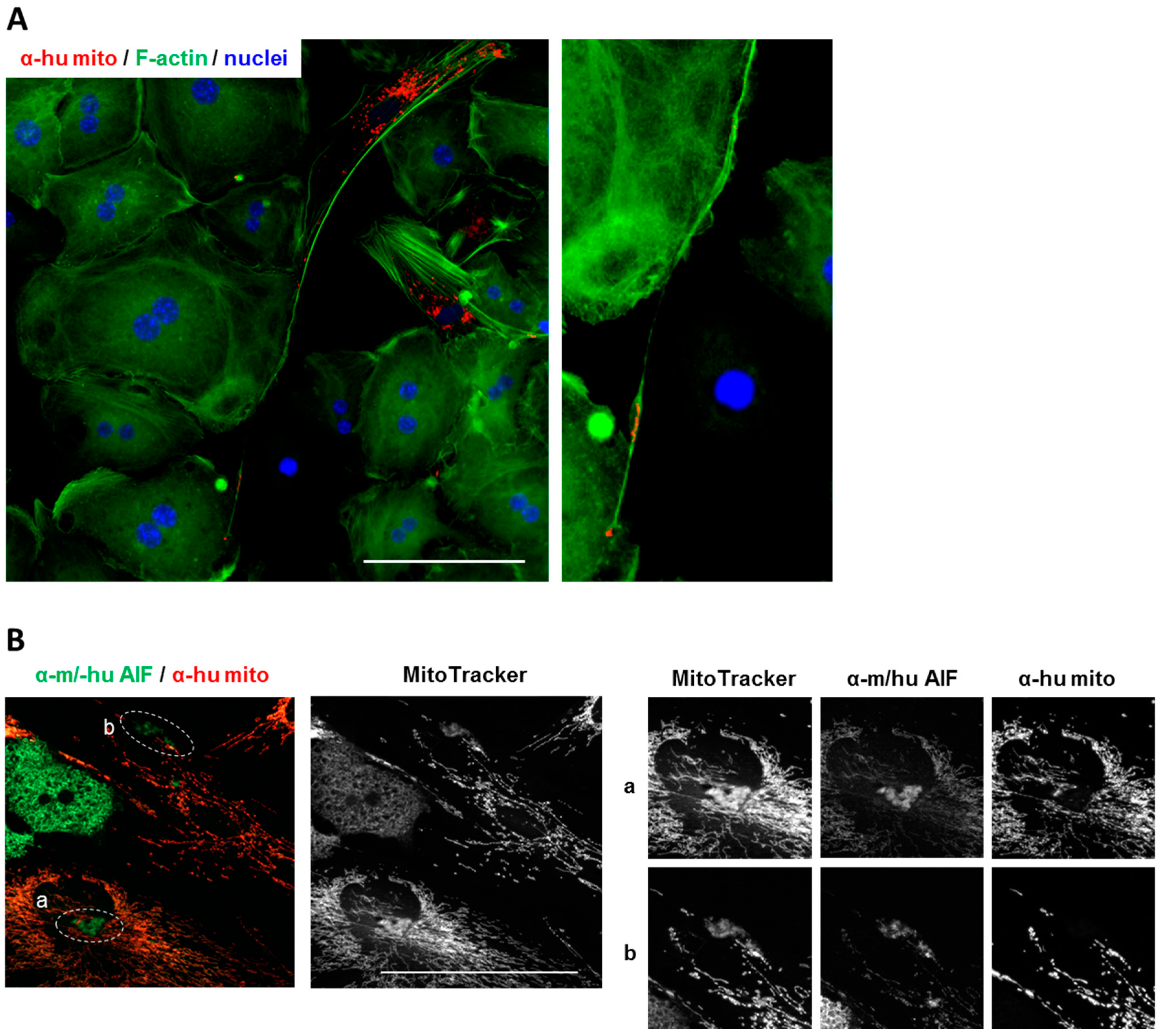 Biomedicines 08 00350 g006