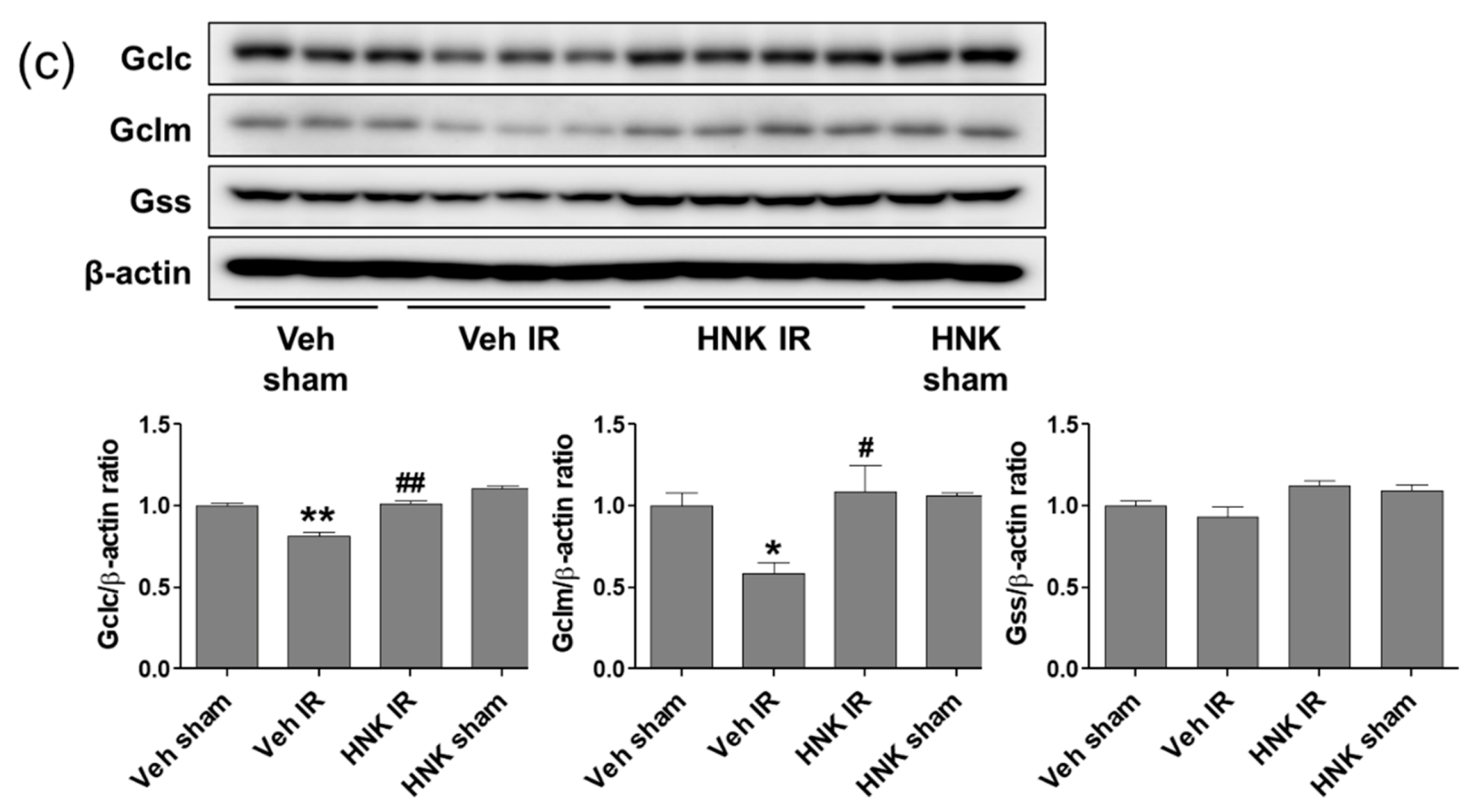 Biomedicines 08 00352 g007b Biomedicines 08 00352 g007b