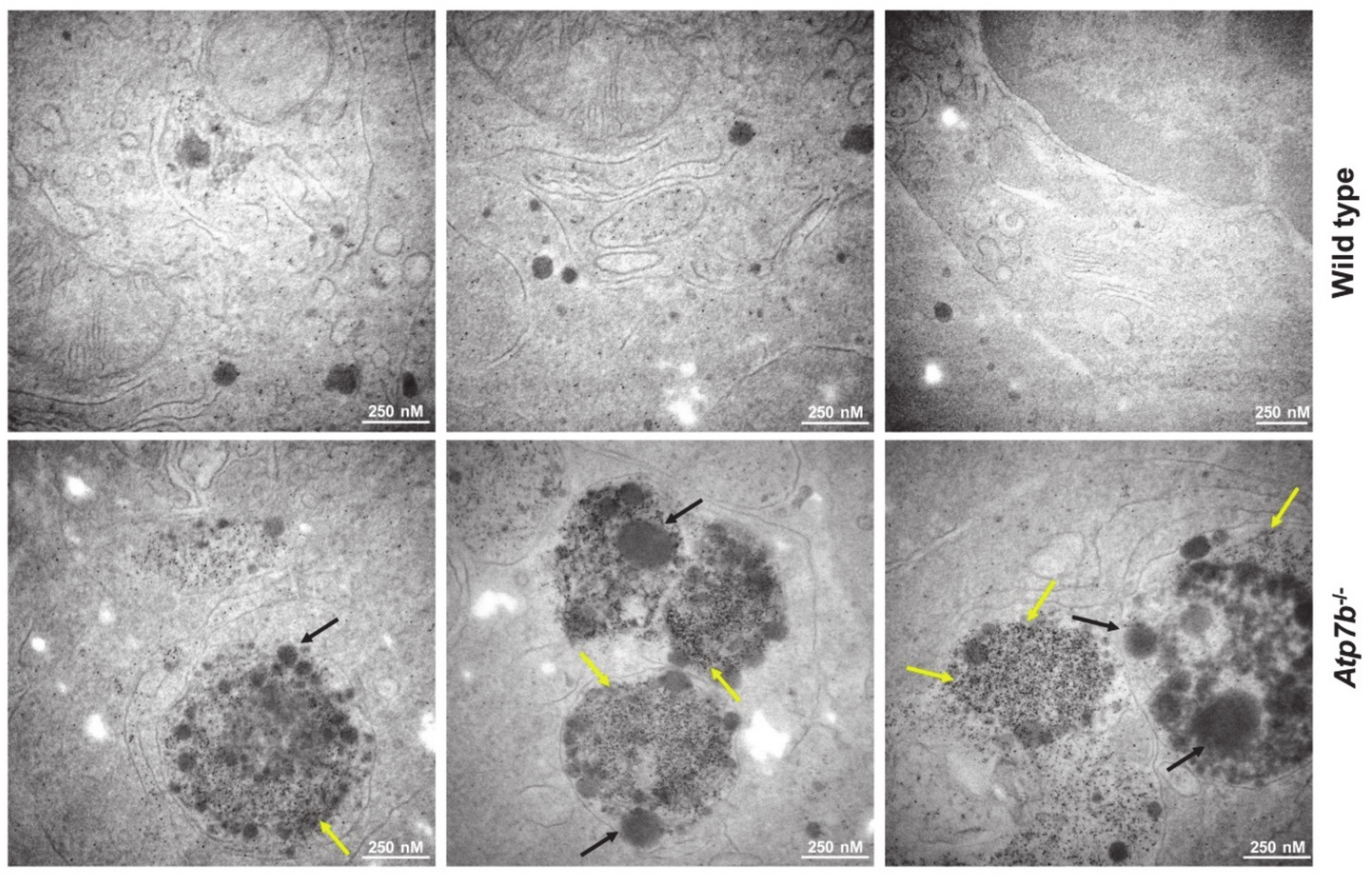 Biomedicines 08 00356 g002 Biomedicines 08 00356 g002