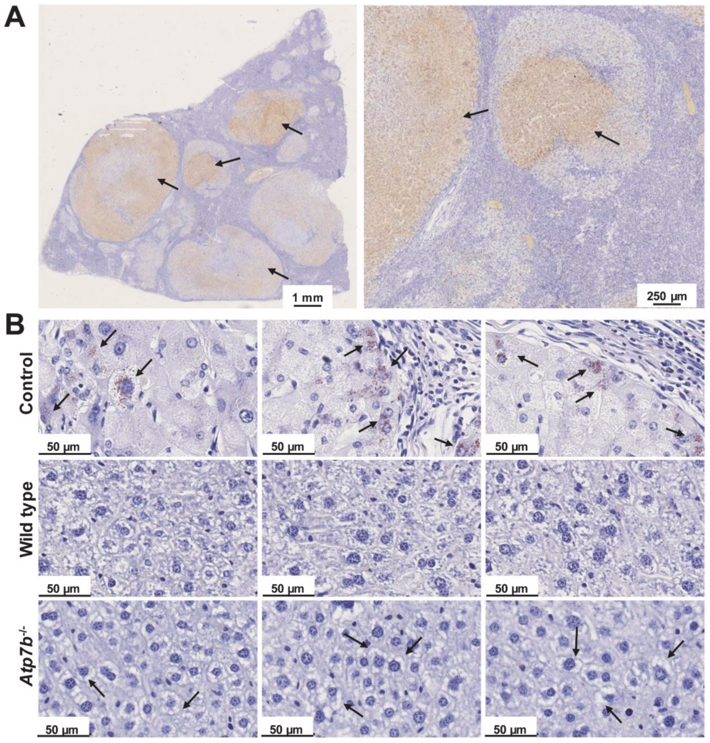 Biomedicines 08 00356 g003 Biomedicines 08 00356 g003