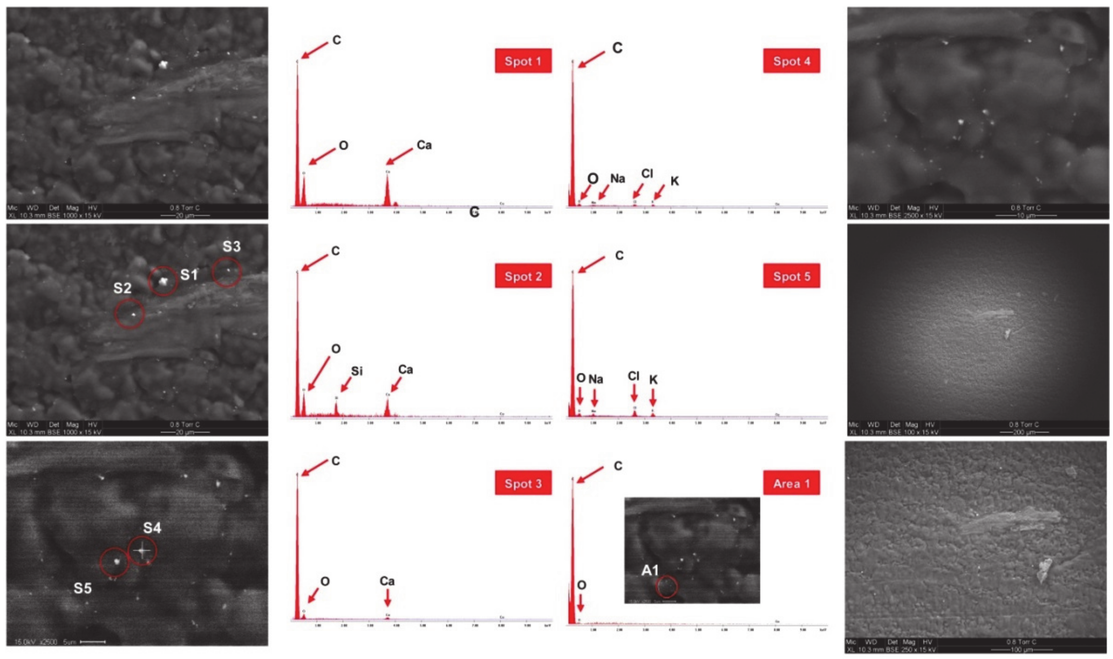 Biomedicines 08 00356 g004 Biomedicines 08 00356 g004