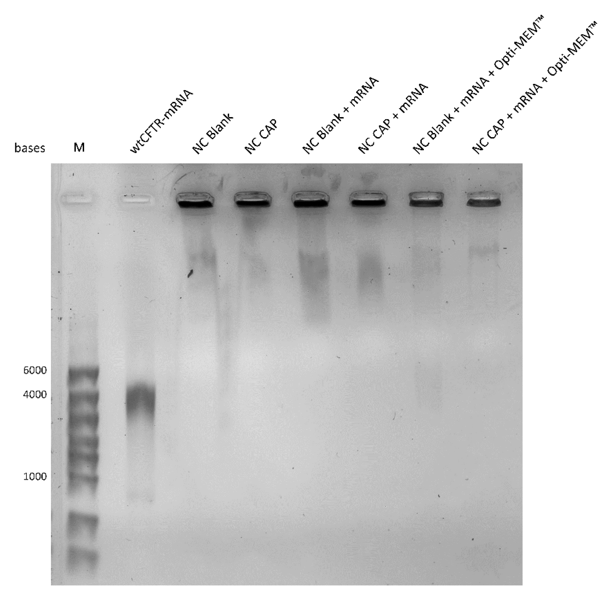 Biomedicines 08 00364 g005 Biomedicines 08 00364 g005