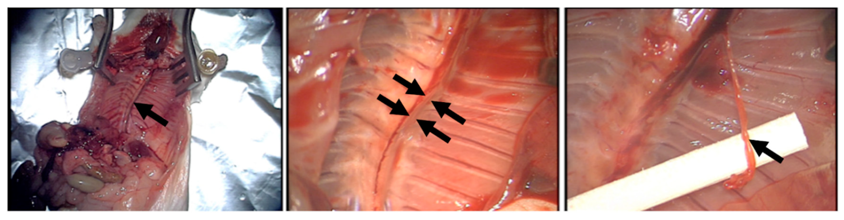 Biomedicines 08 00365 g001 Biomedicines 08 00365 g001