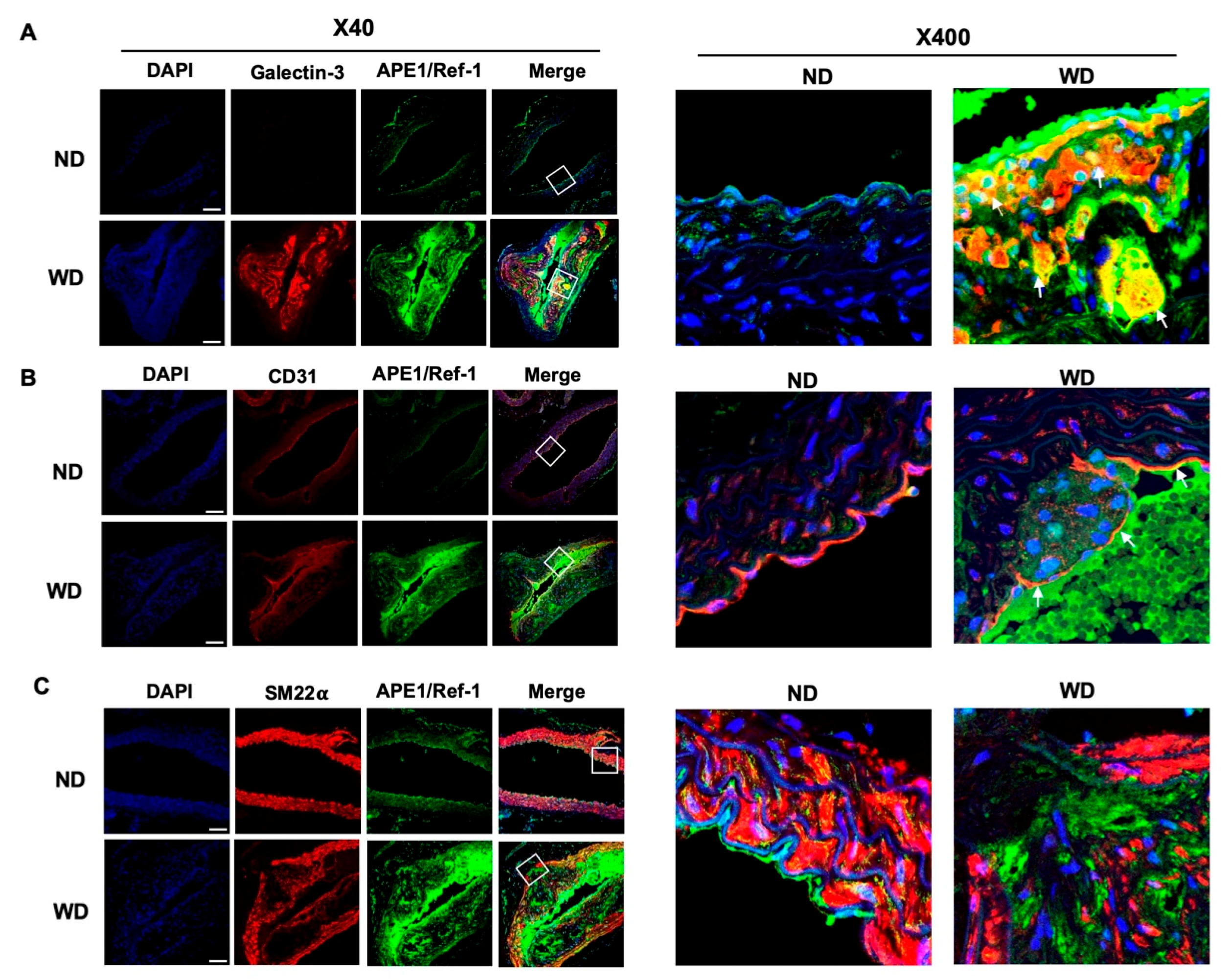 Biomedicines 08 00366 g004