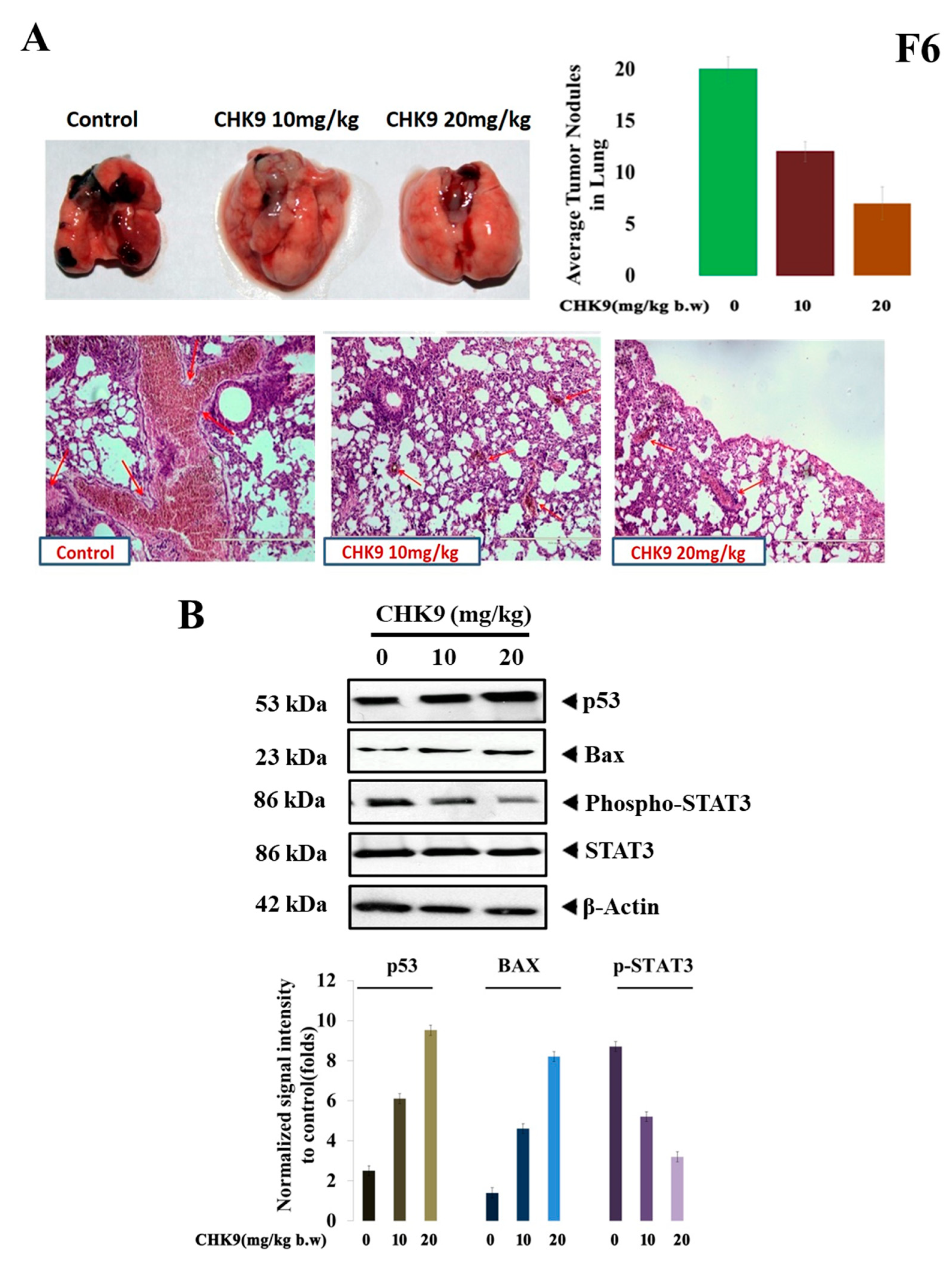 Biomedicines 08 00368 g006 Biomedicines 08 00368 g006