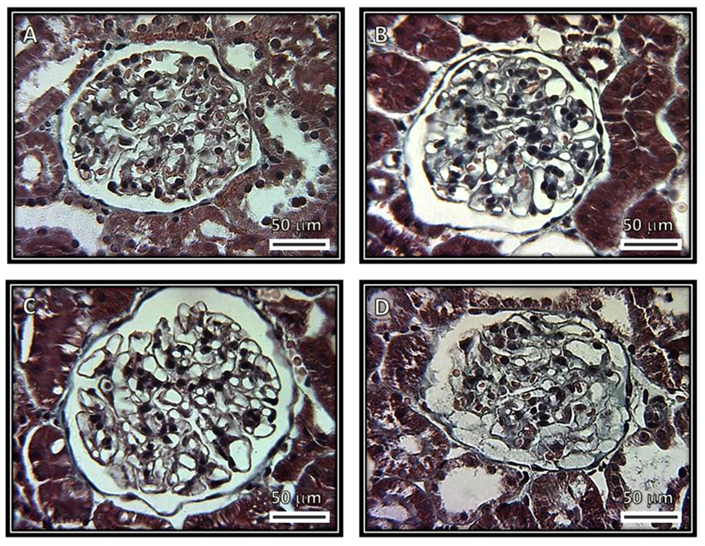 Biomedicines 08 00388 g003