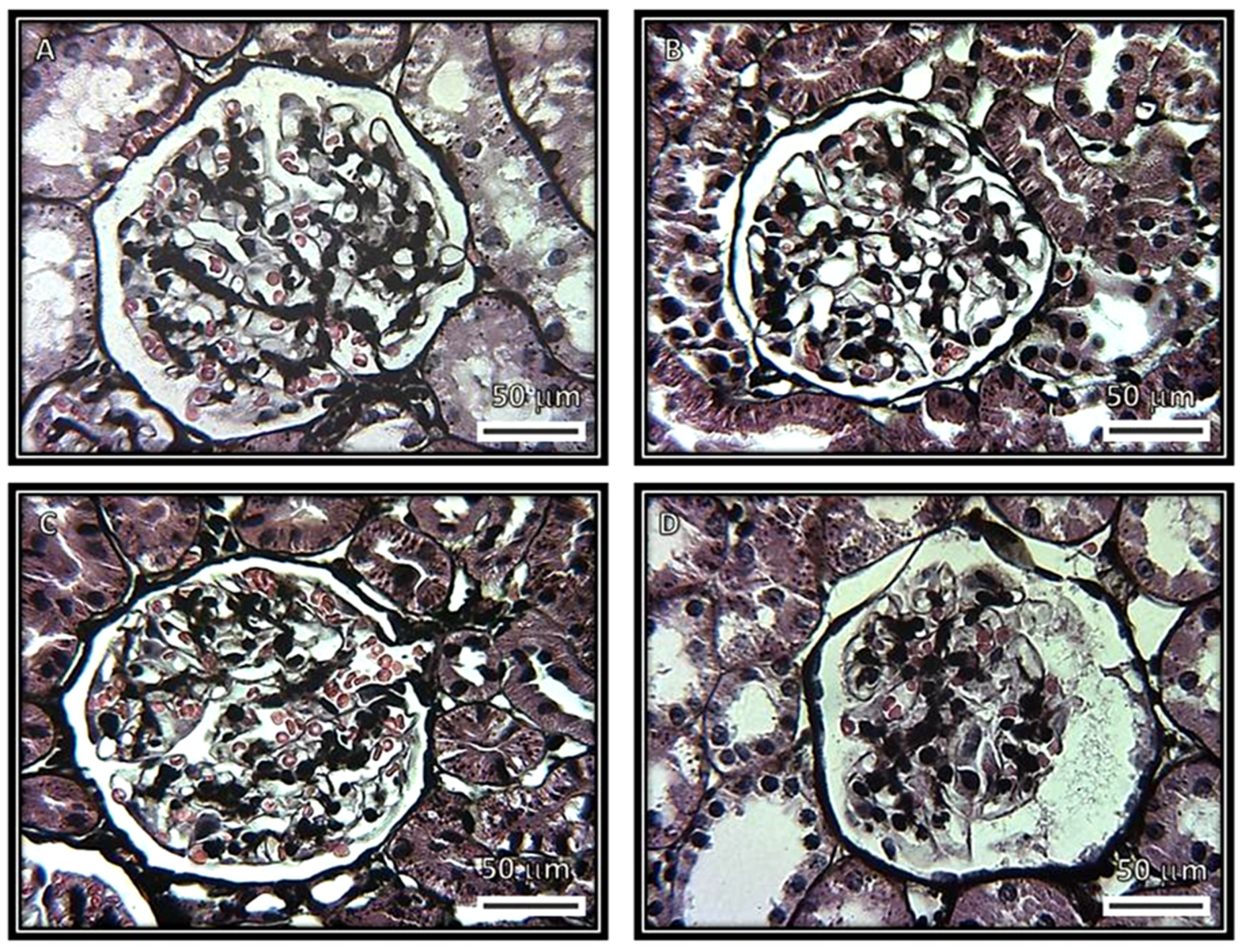 Biomedicines 08 00388 g004