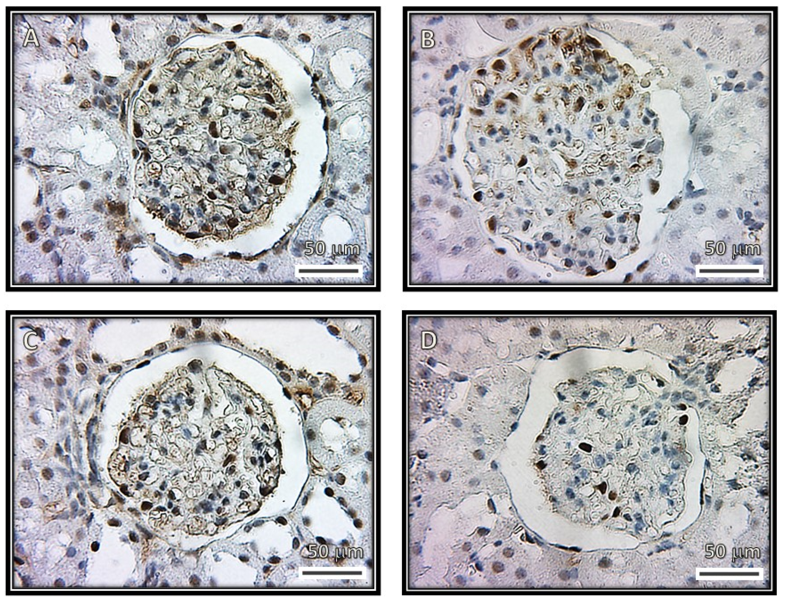 Biomedicines 08 00388 g006