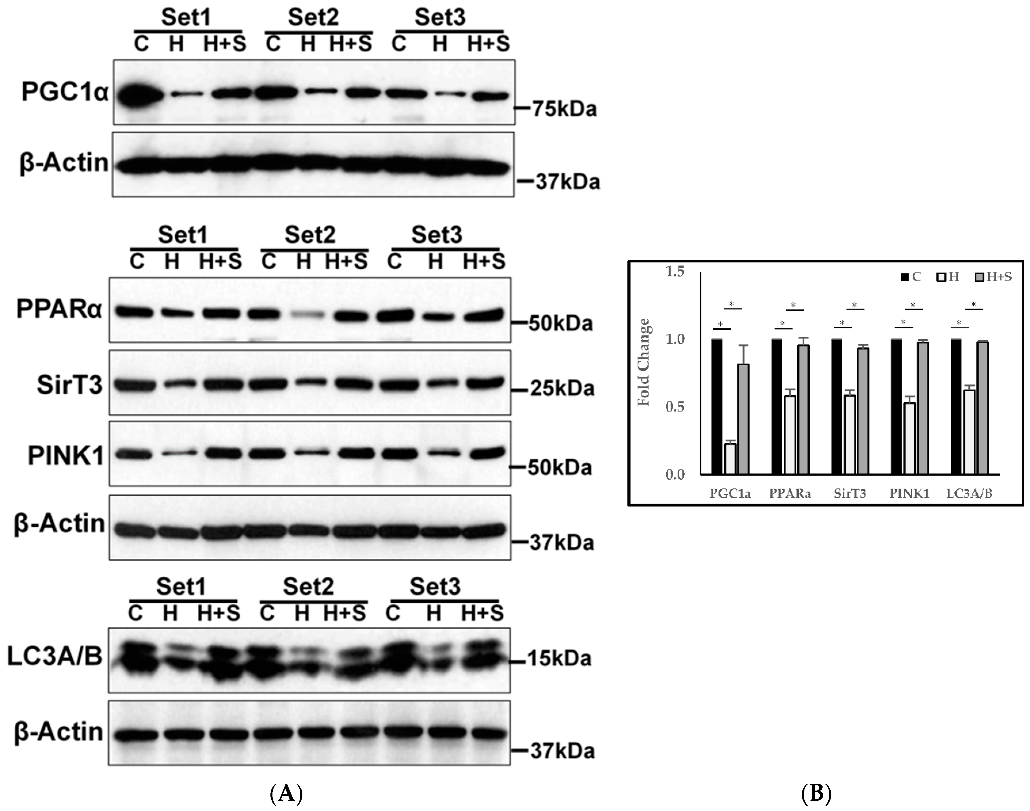 Biomedicines 08 00390 g008