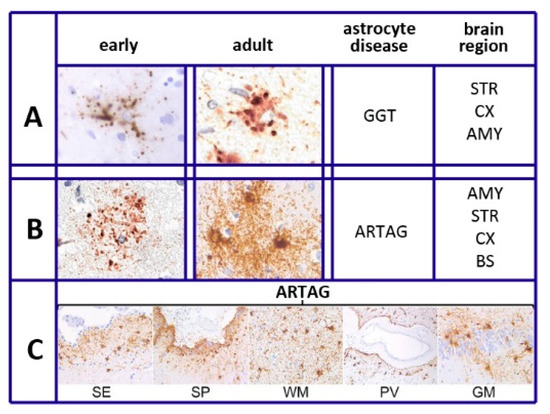 Biomedicines 08 00394 g001 550