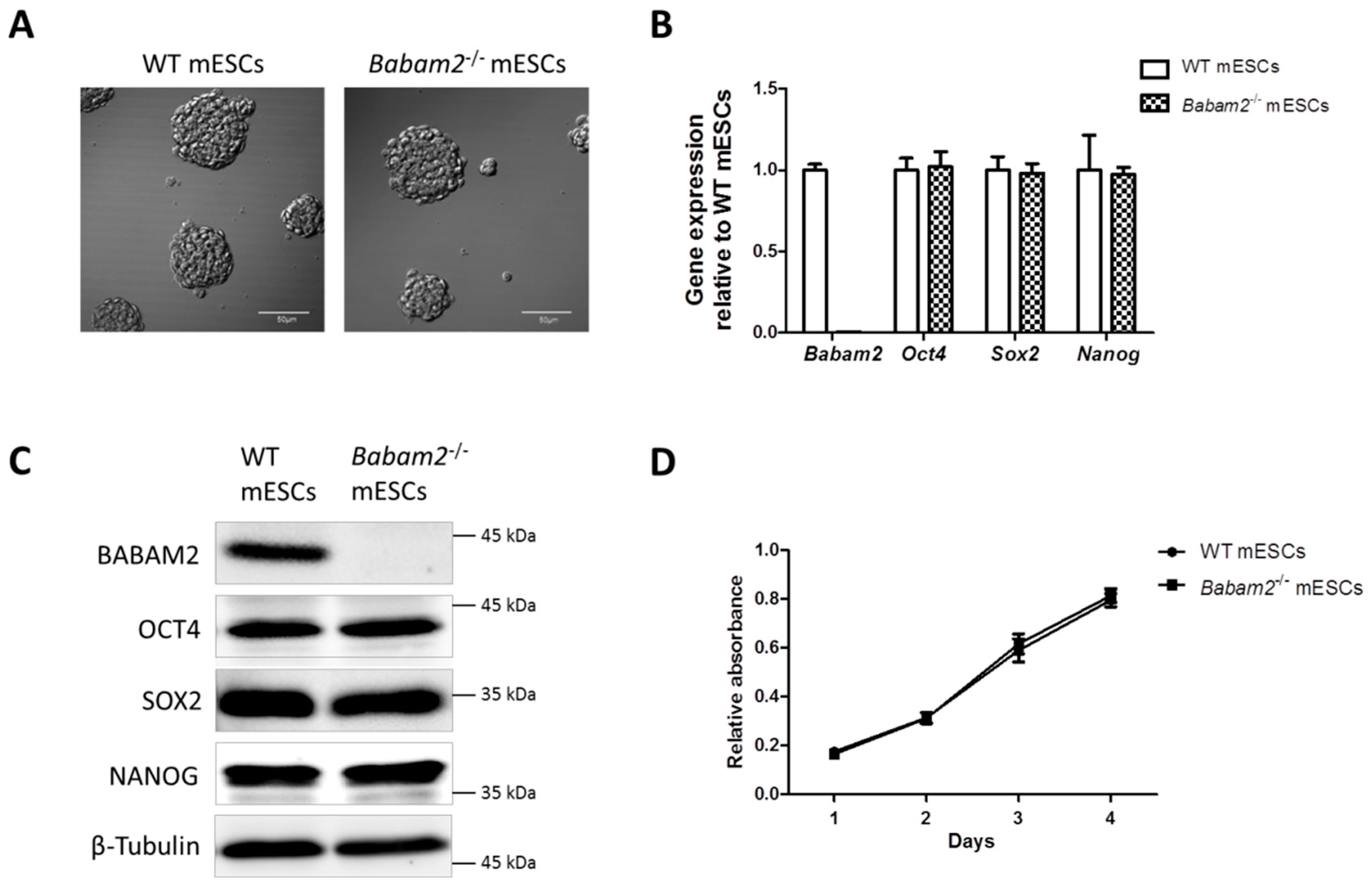 Ａタイプ Babam2 Regulates Cell Cycle Progression and Pluripotency in