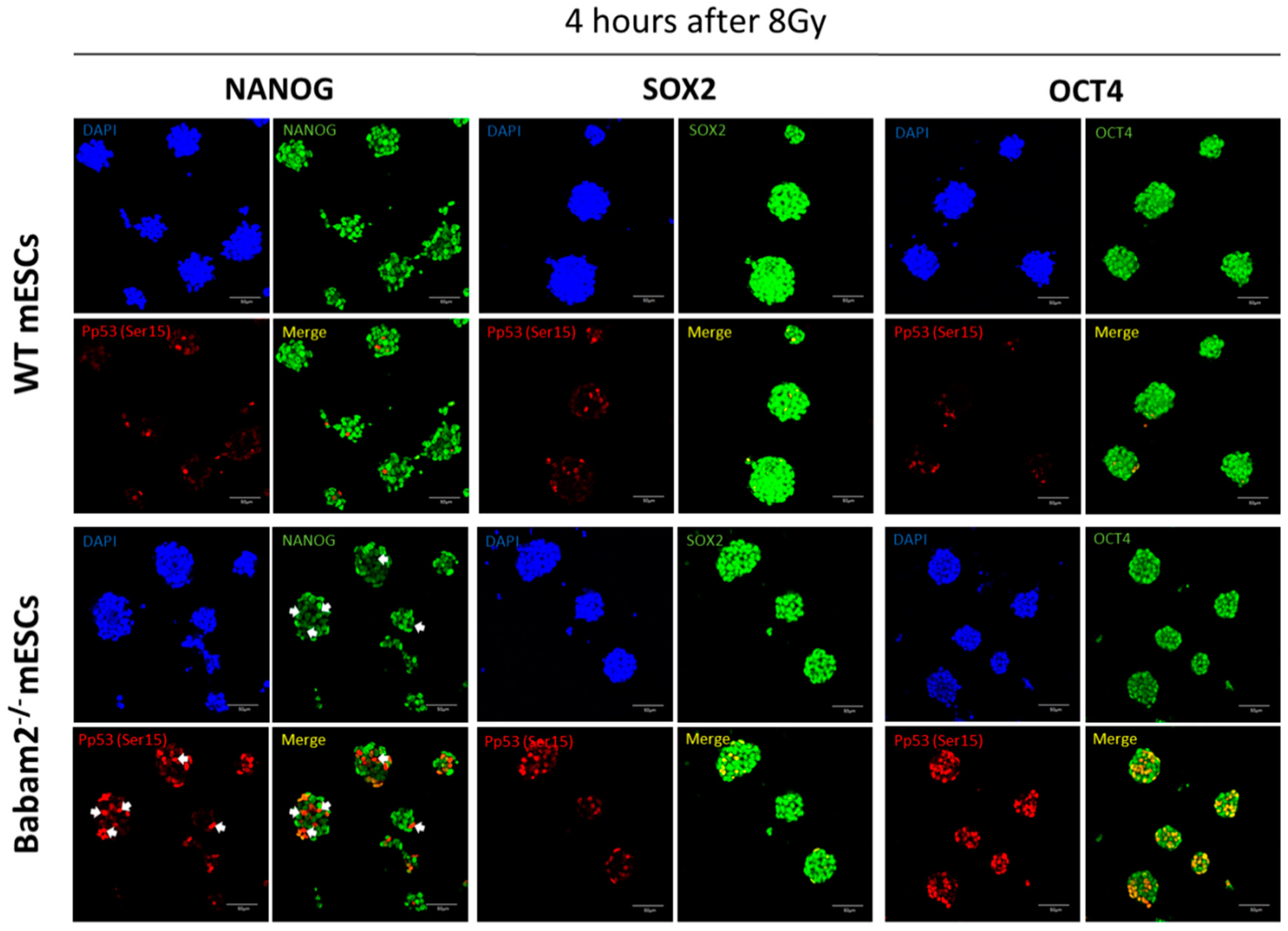 Biomedicines 08 00397 g005 Biomedicines 08 00397 g005