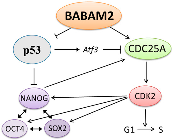 Ａタイプ Babam2 Regulates Cell Cycle Progression and Pluripotency in