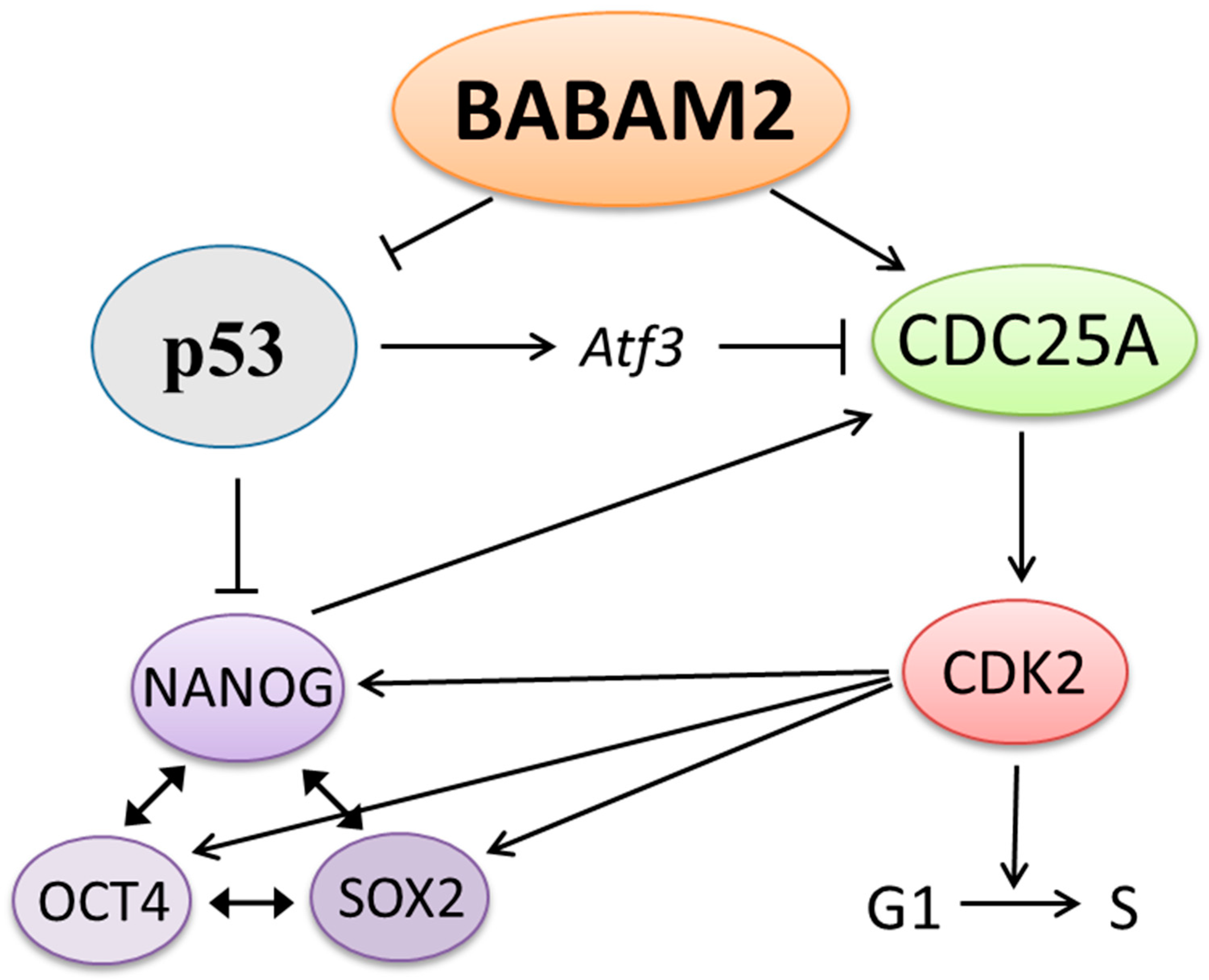 Biomedicines 08 00397 g007 Biomedicines 08 00397 g007