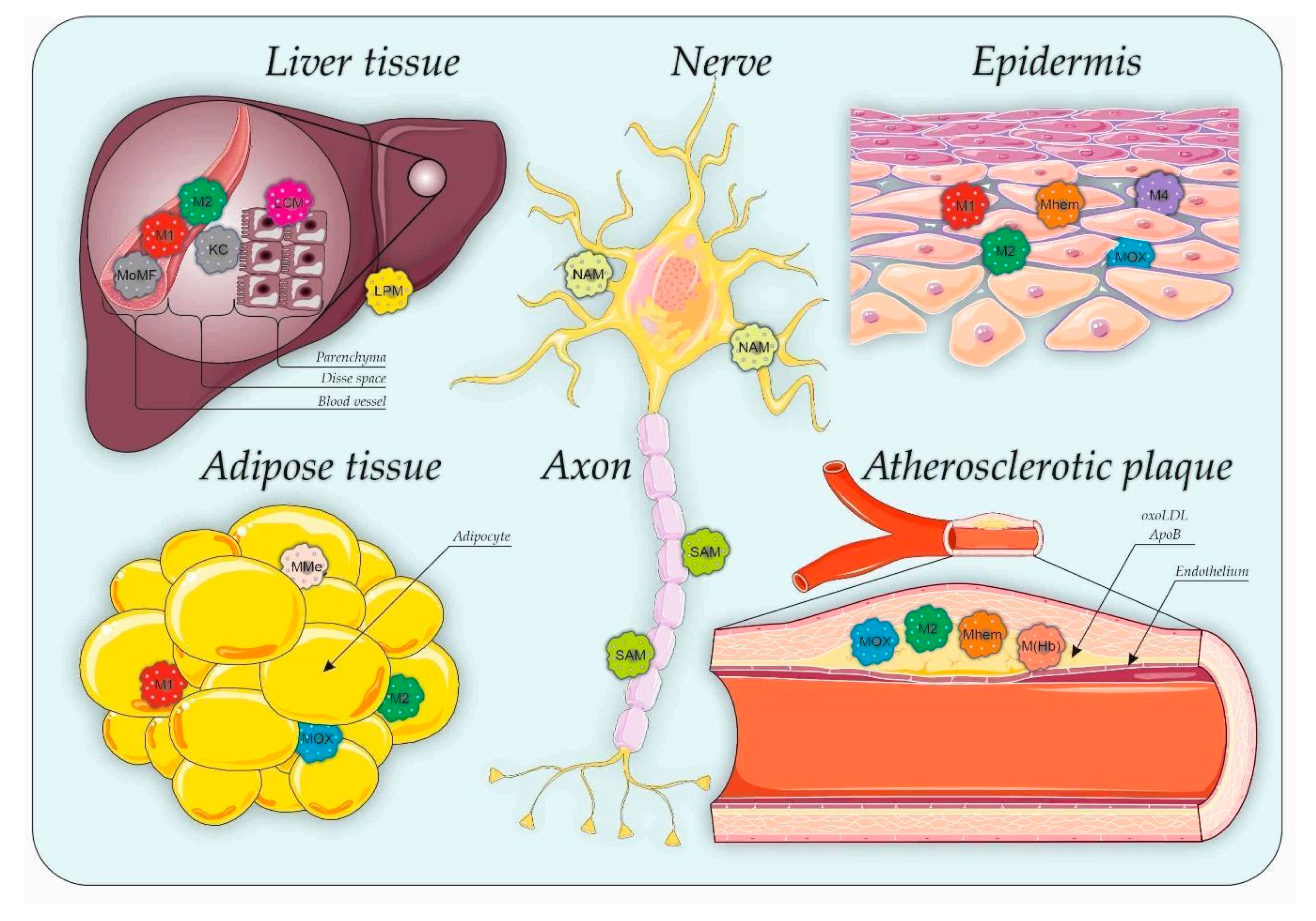 Biomedicines Free Full Text Tissue Specific Role Of Macrophages In Noninfectious Inflammatory Disorders