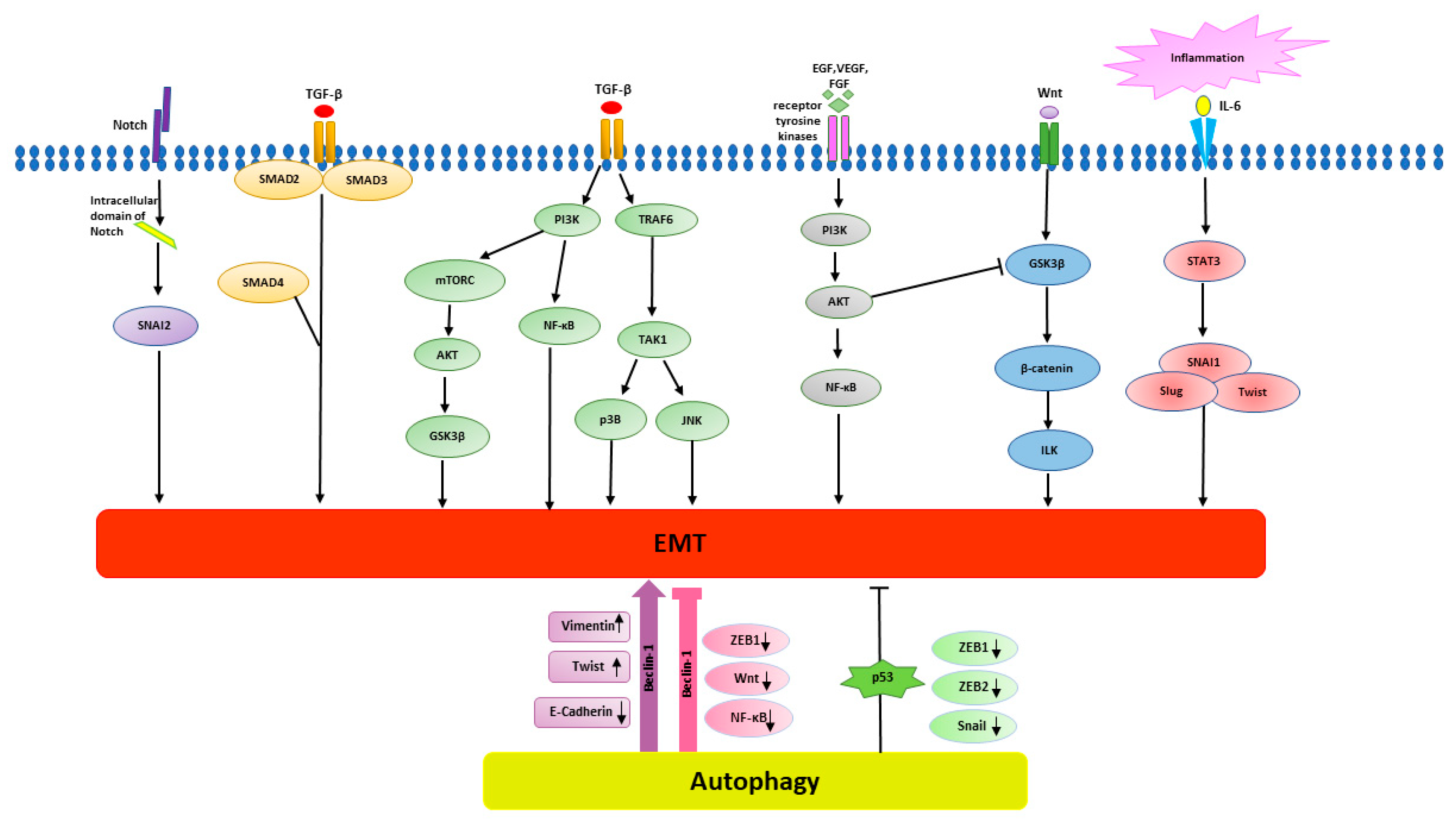 Biomedicines 08 00402 g002