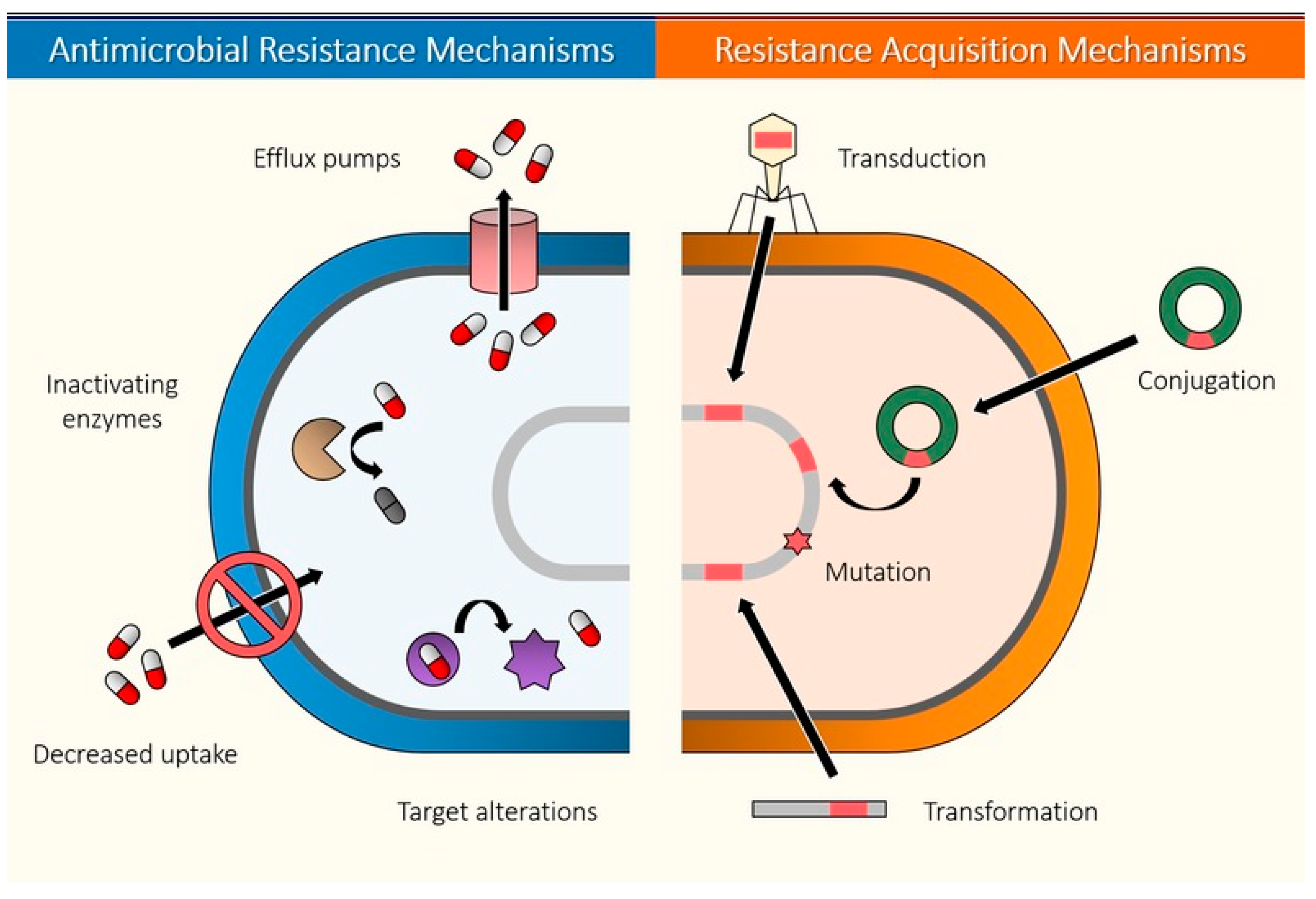 Antibacterial activity and antibiotic-modifying action of carvacrol against  multidrug-resistant bacteria - ScienceDirect