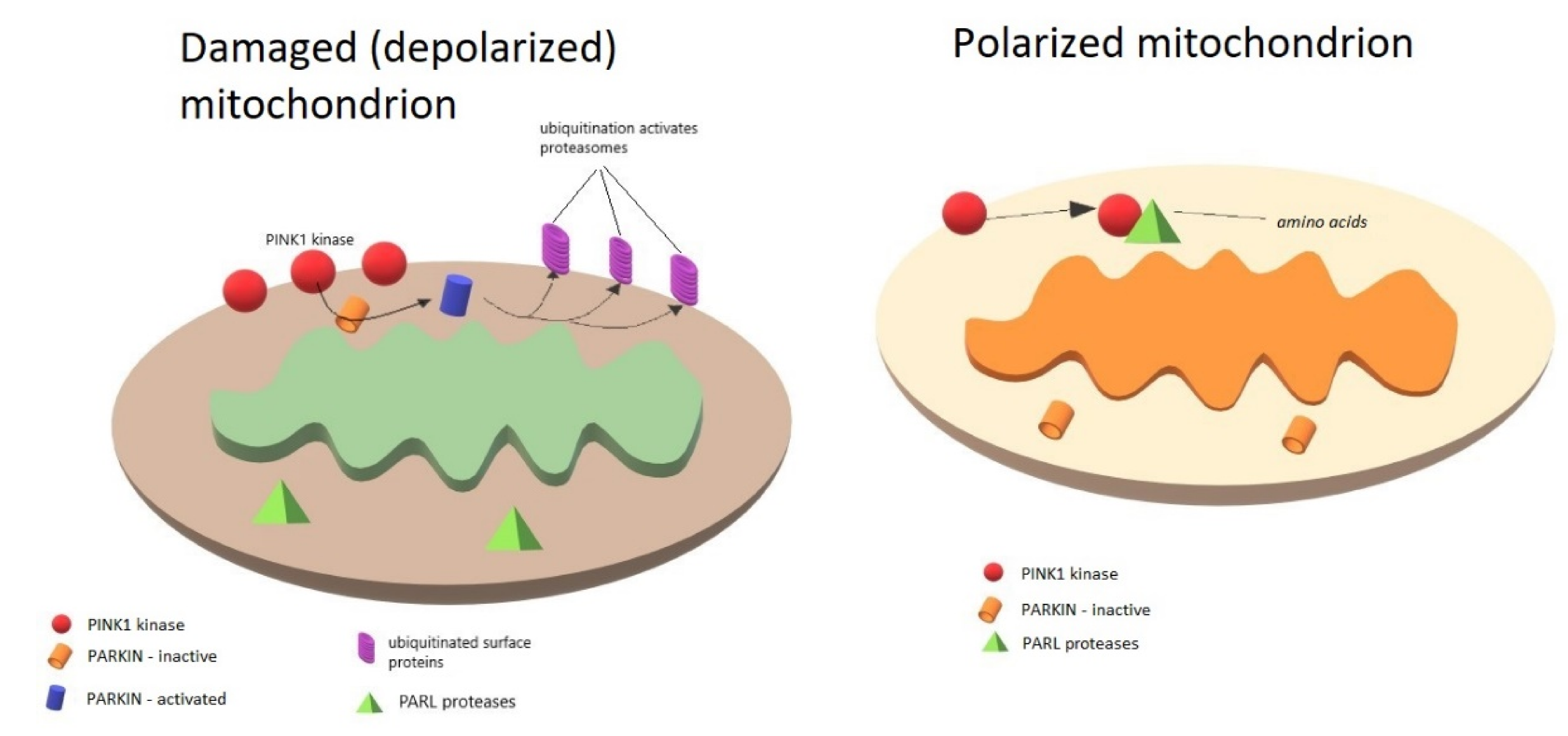 Biomedicines 08 00416 g001 Biomedicines 08 00416 g001
