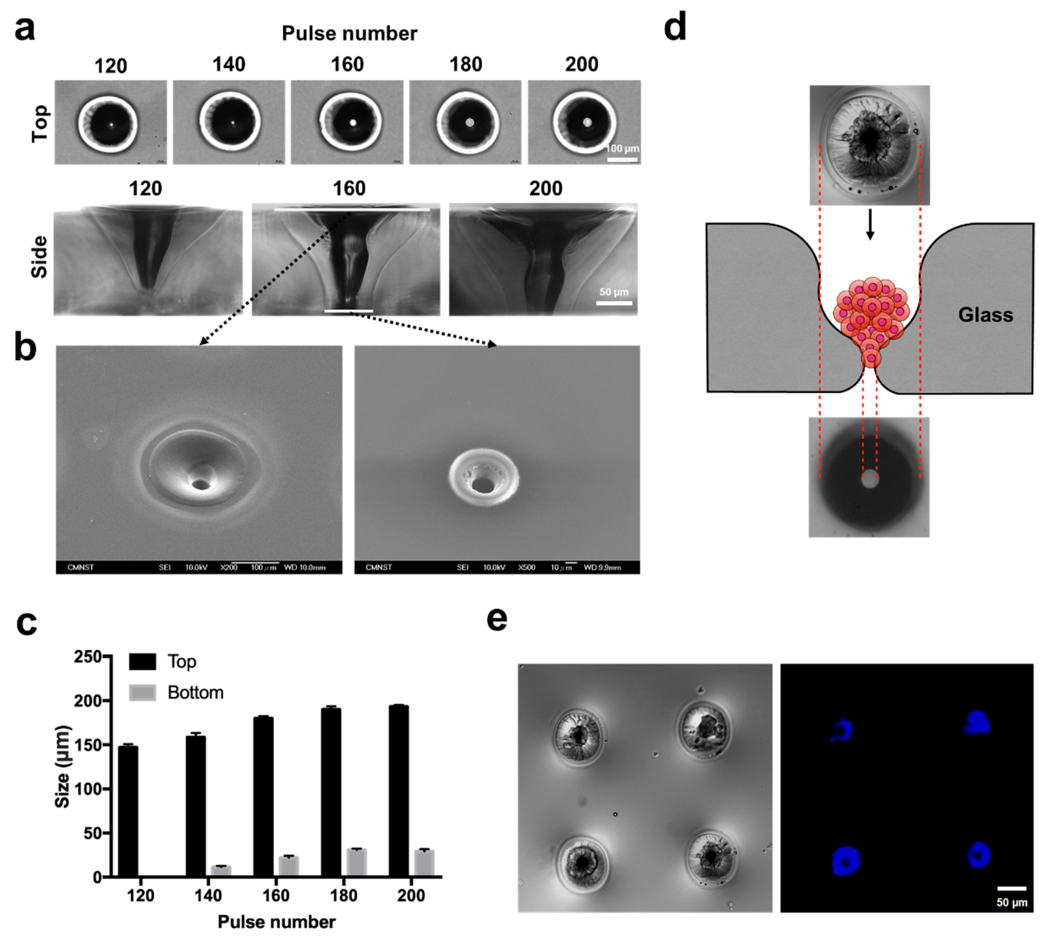 Biomedicines 08 00427 g004