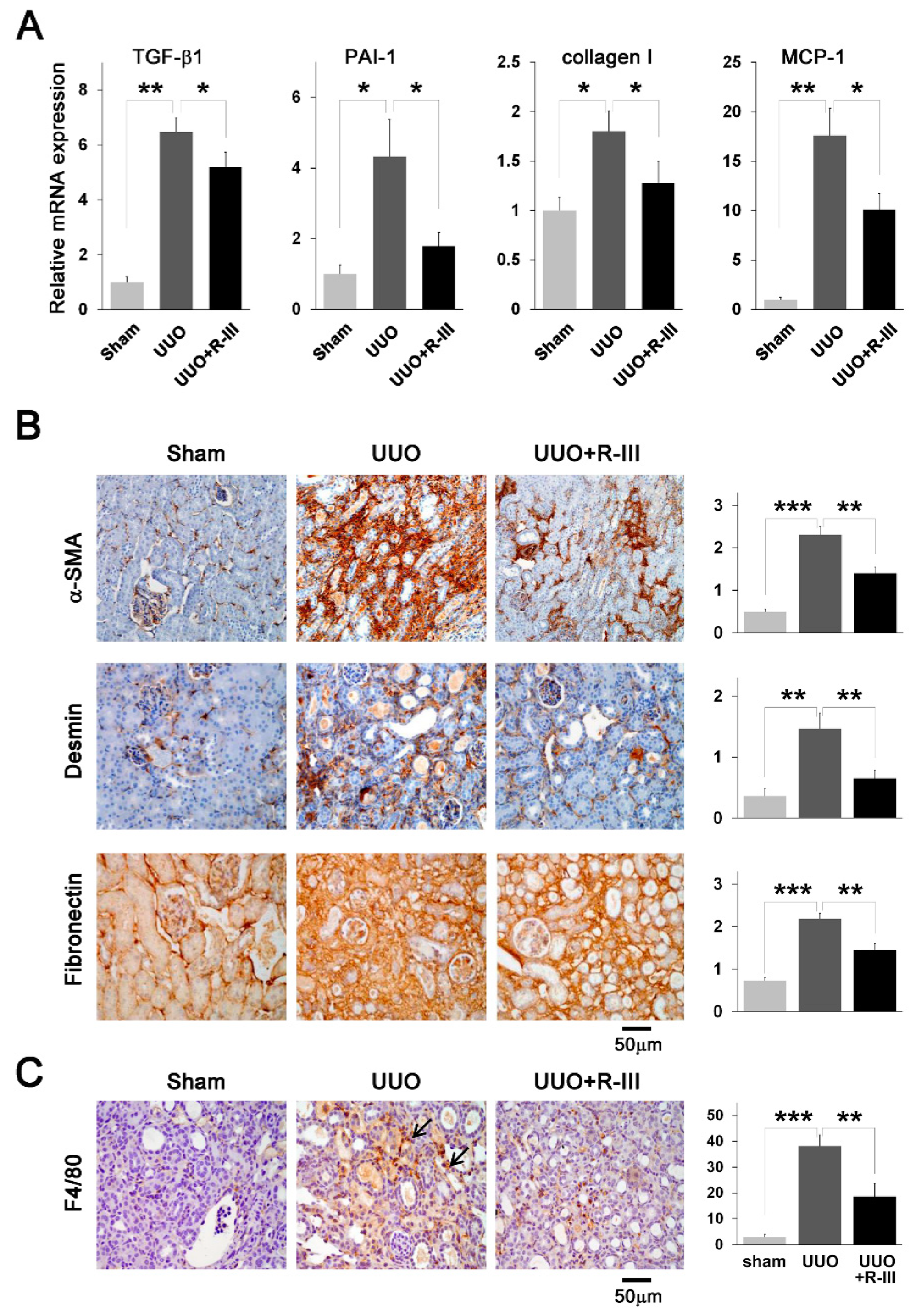 Biomedicines 08 00431 g004