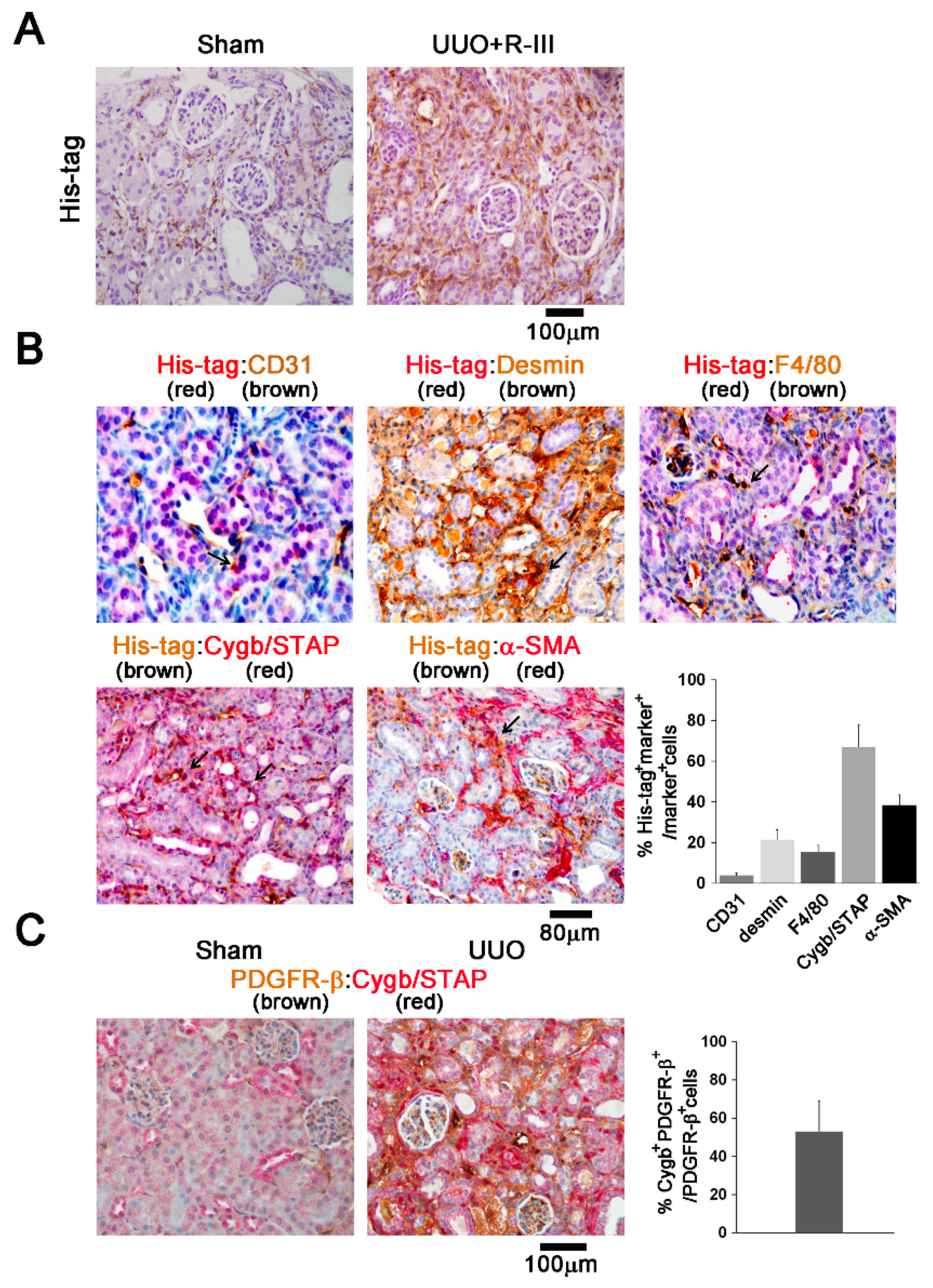 Biomedicines 08 00431 g005
