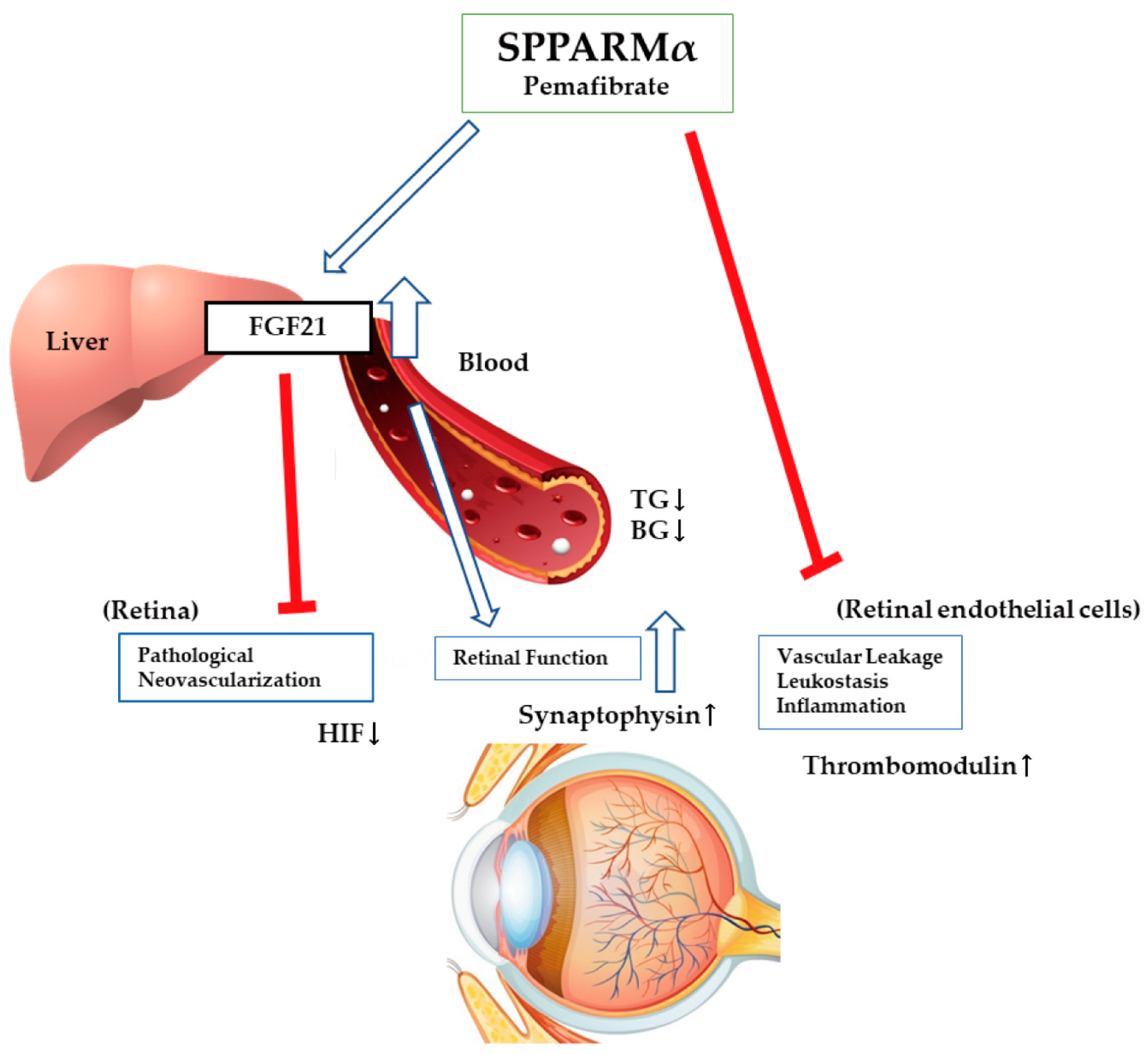 Biomedicines 08 00433 g003