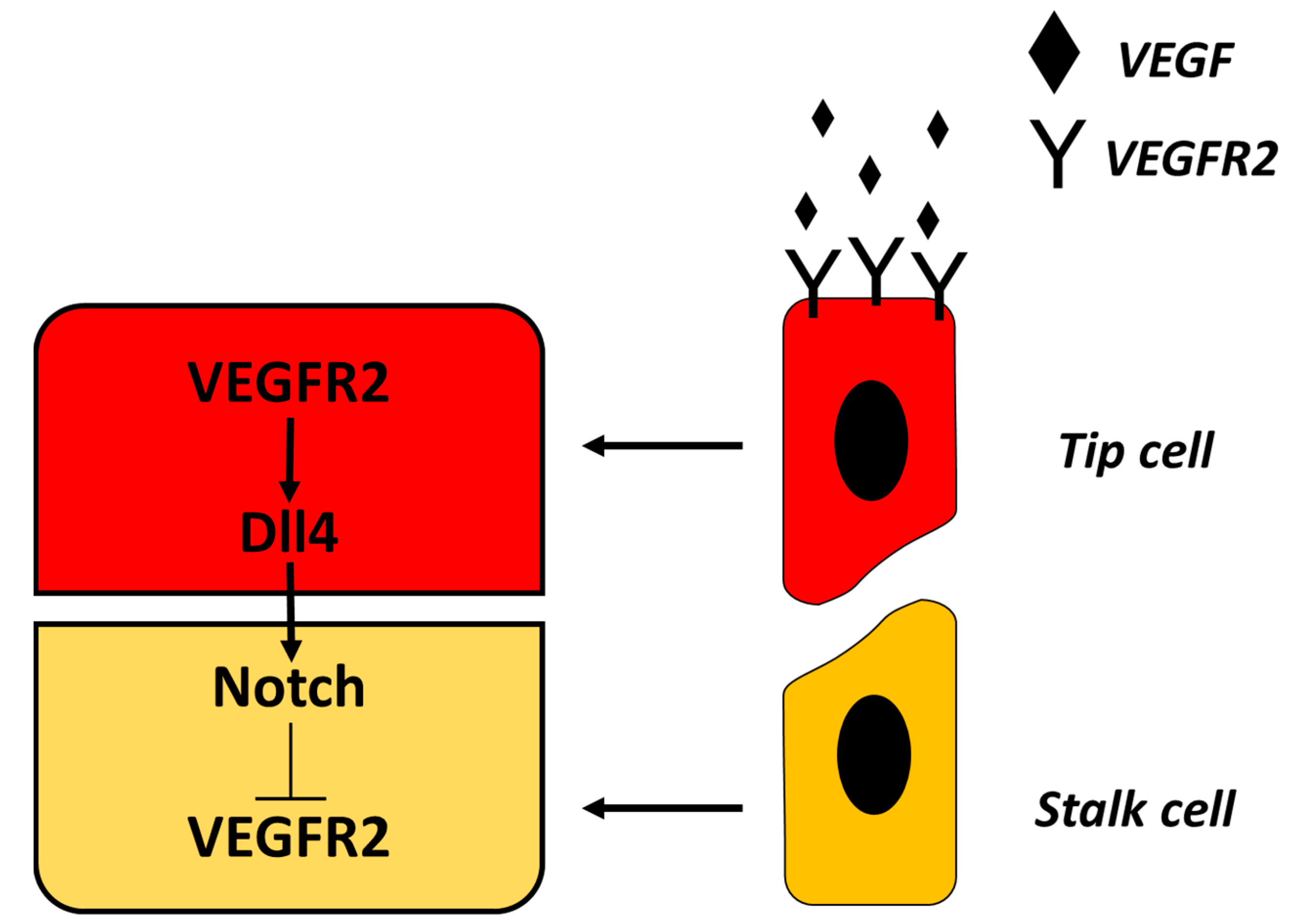 Biomedicines 08 00436 g001 Biomedicines 08 00436 g001