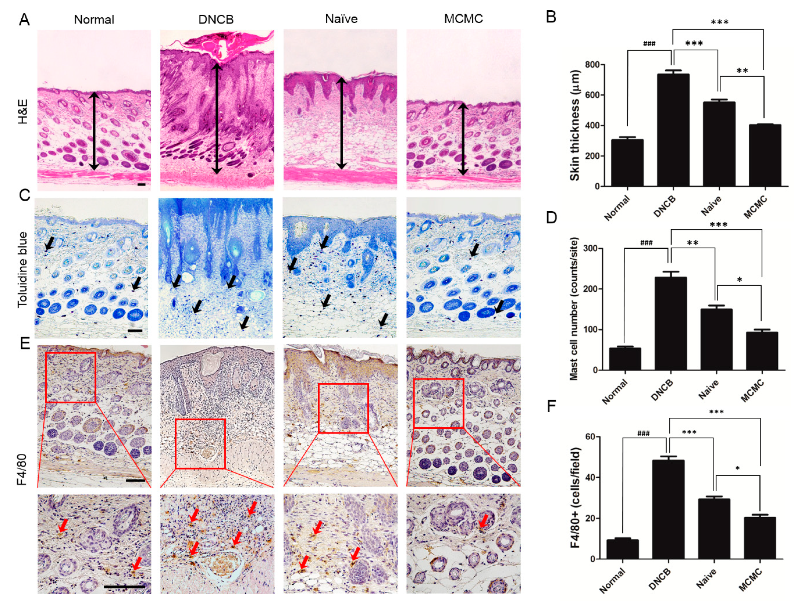 Biomedicines 08 00439 g003