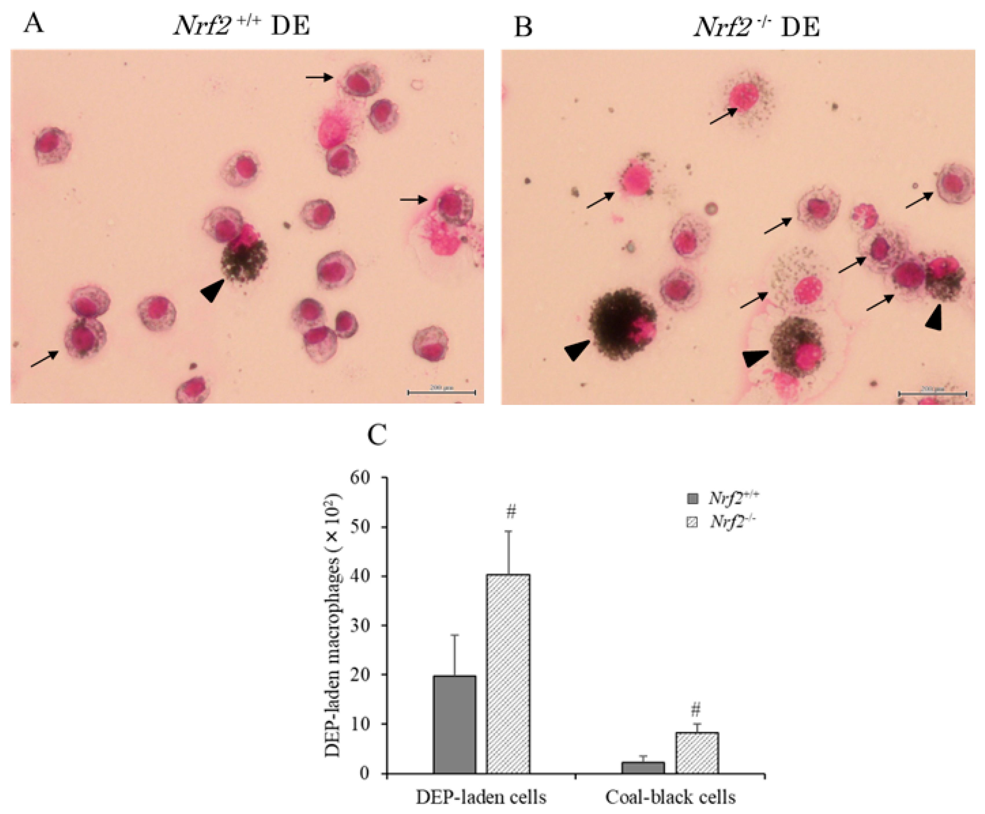 Biomedicines 08 00443 g002 Biomedicines 08 00443 g002