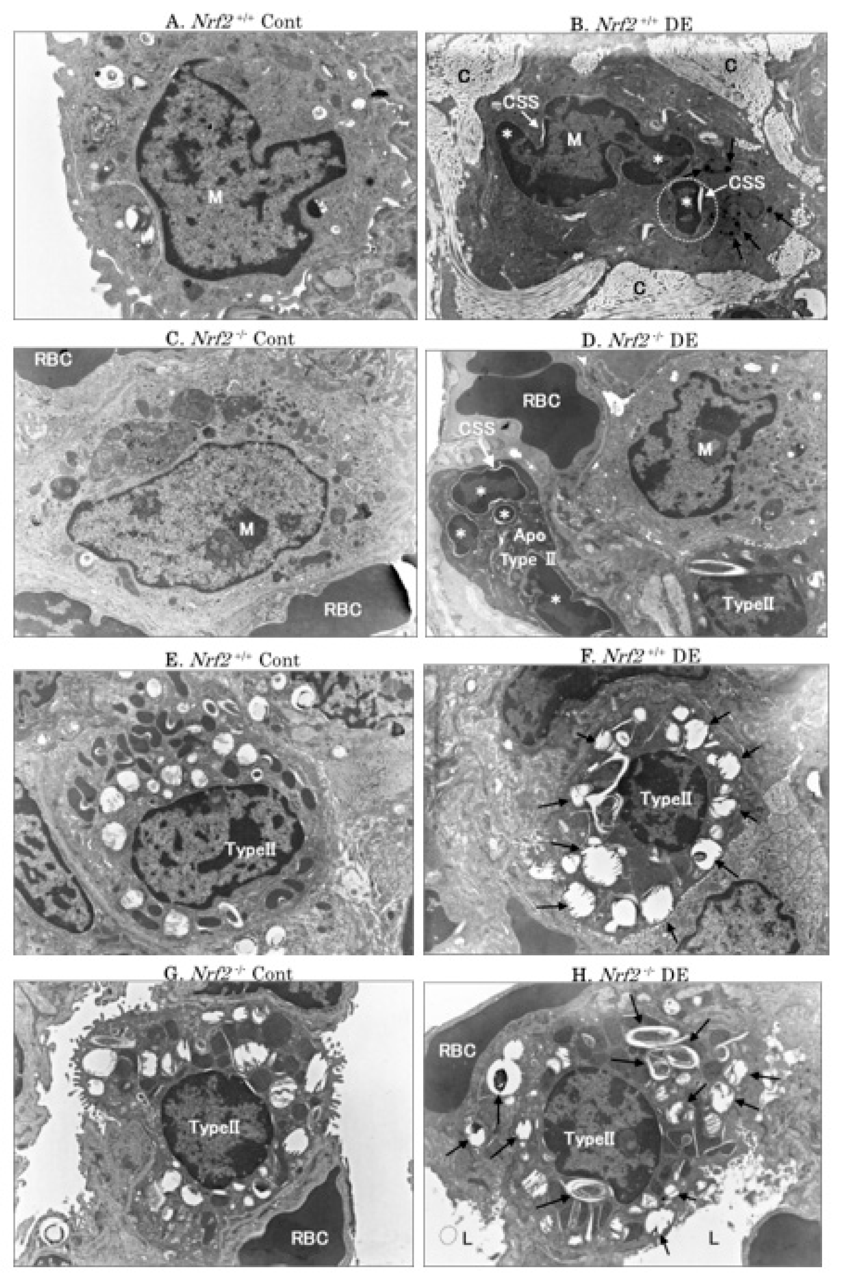 Biomedicines 08 00443 g003 Biomedicines 08 00443 g003