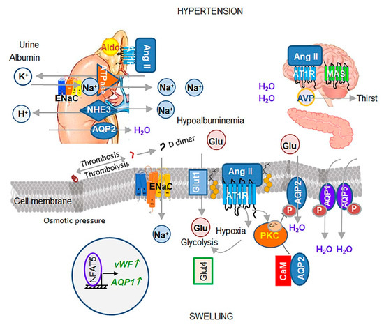 Osmotic Adaptation by Na+-Dependent Transporters and ACE2
