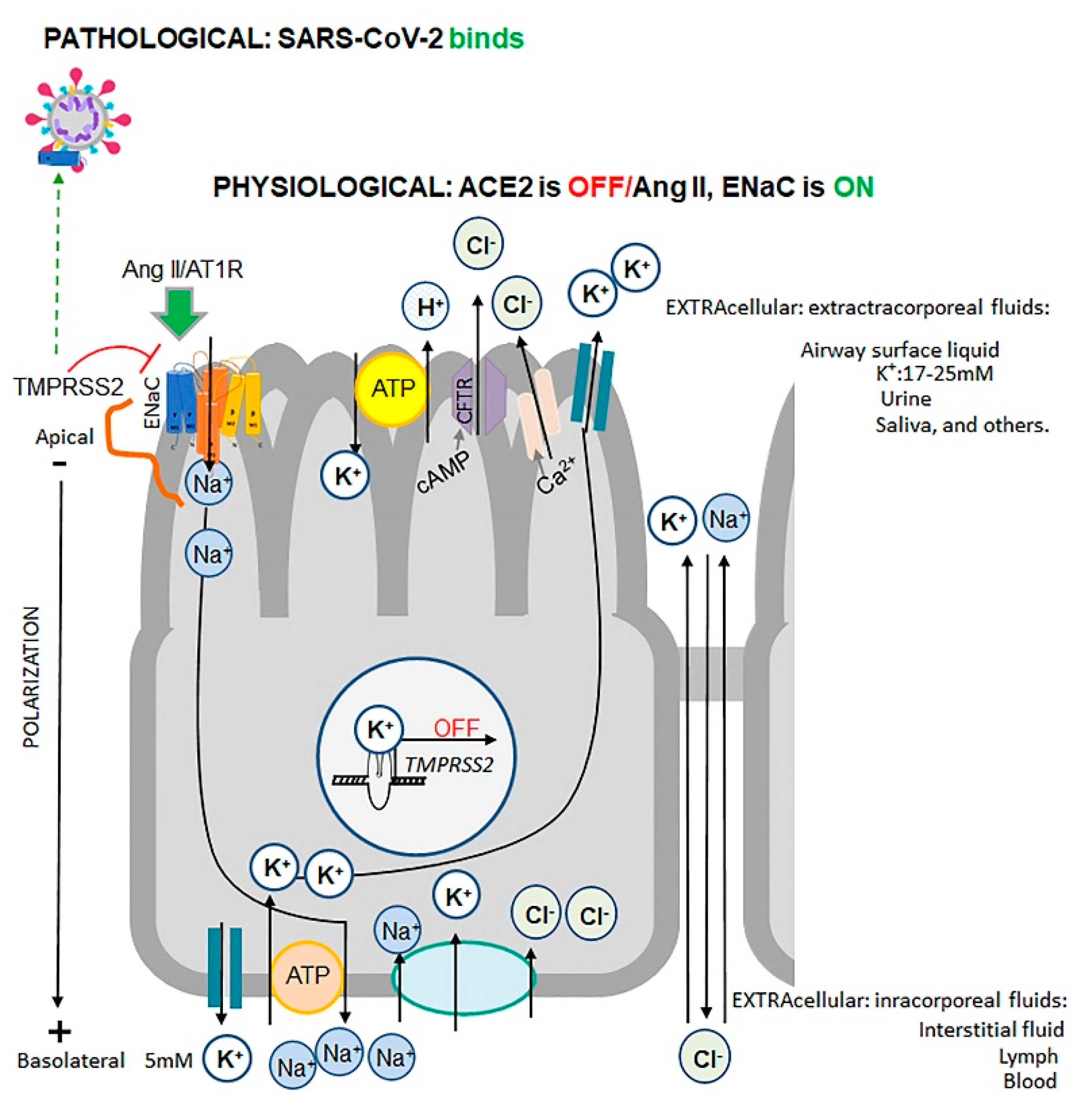 Osmotic Adaptation by Na+-Dependent Transporters and ACE2