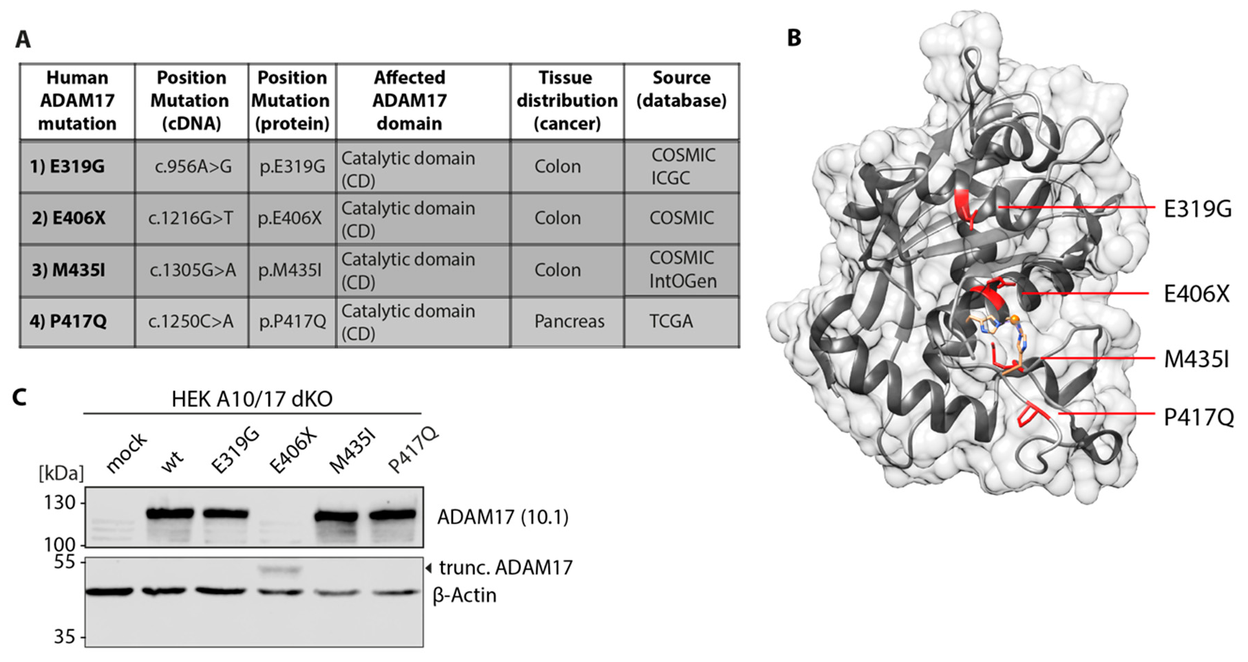 Biomedicines 08 00463 g001 Biomedicines 08 00463 g001