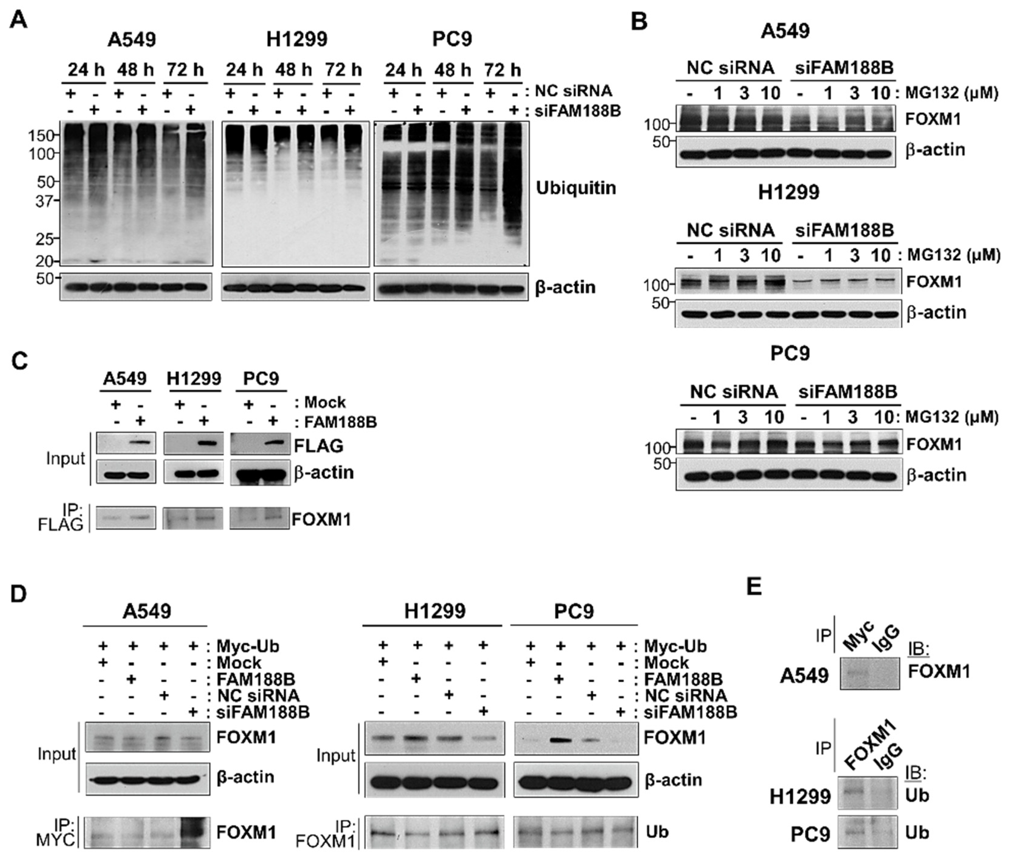 Biomedicines 08 00465 g005 Biomedicines 08 00465 g005