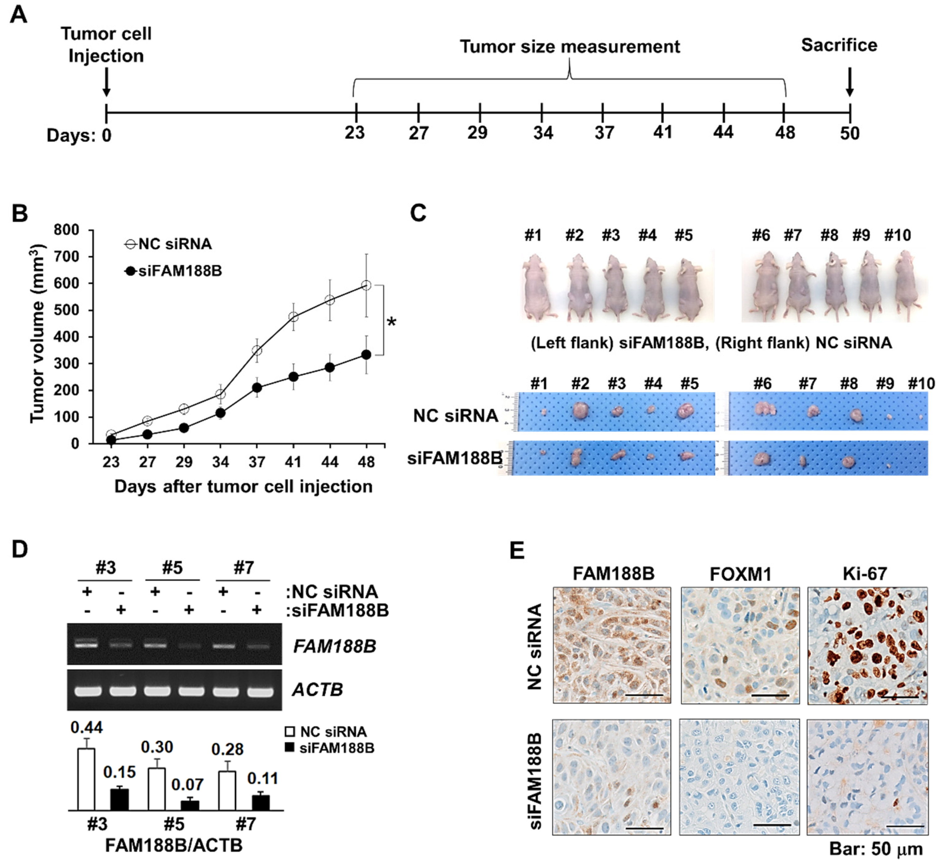 Biomedicines 08 00465 g006 Biomedicines 08 00465 g006
