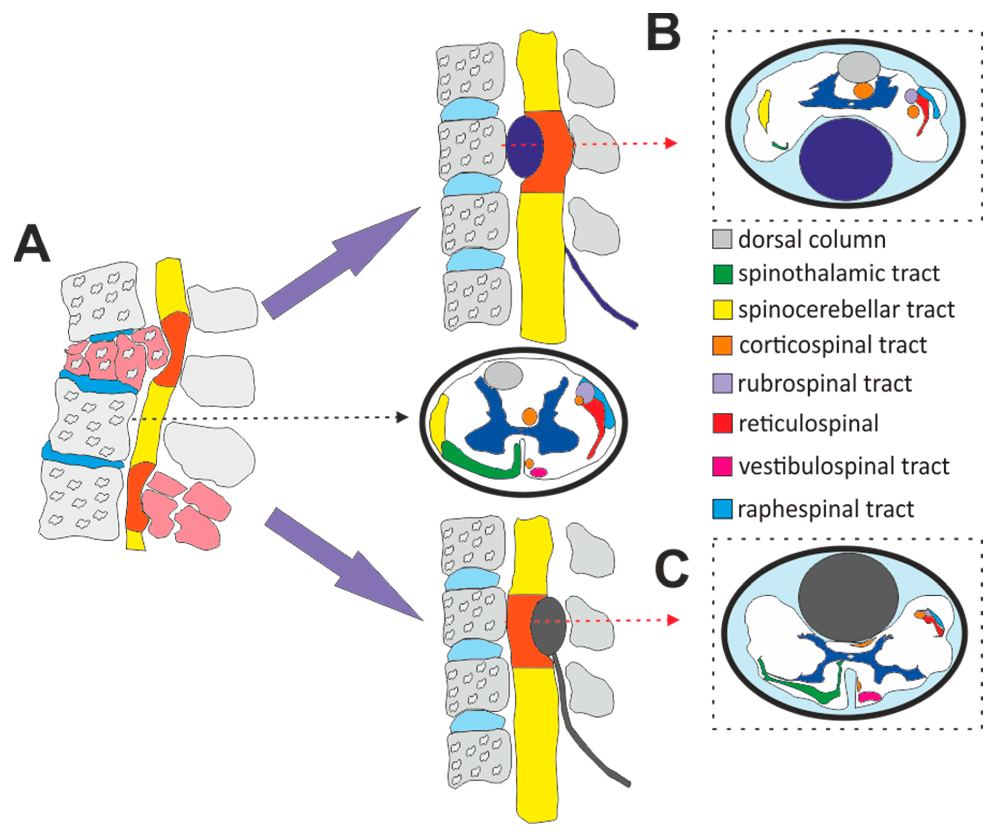 Biomedicines 08 00477 g001 Biomedicines 08 00477 g001