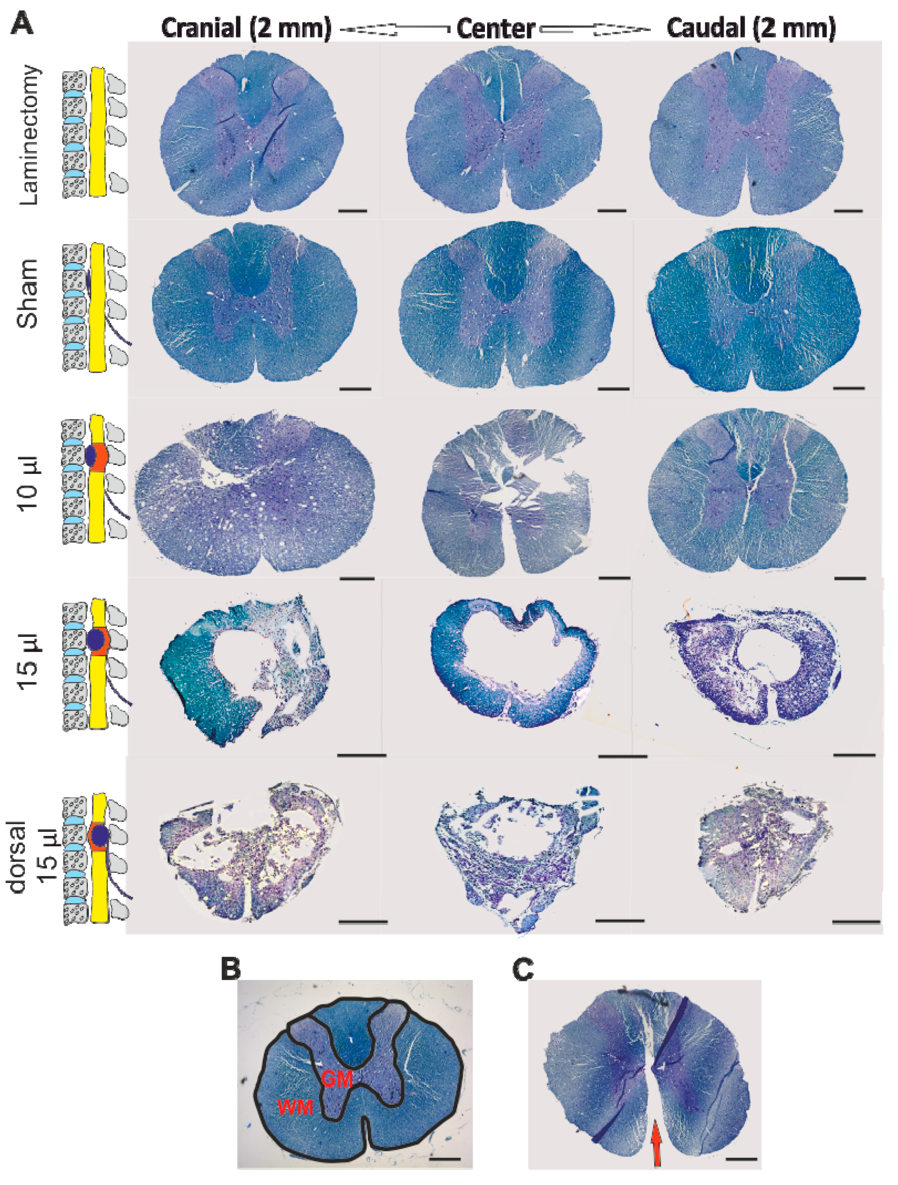 Biomedicines 08 00477 g003 Biomedicines 08 00477 g003