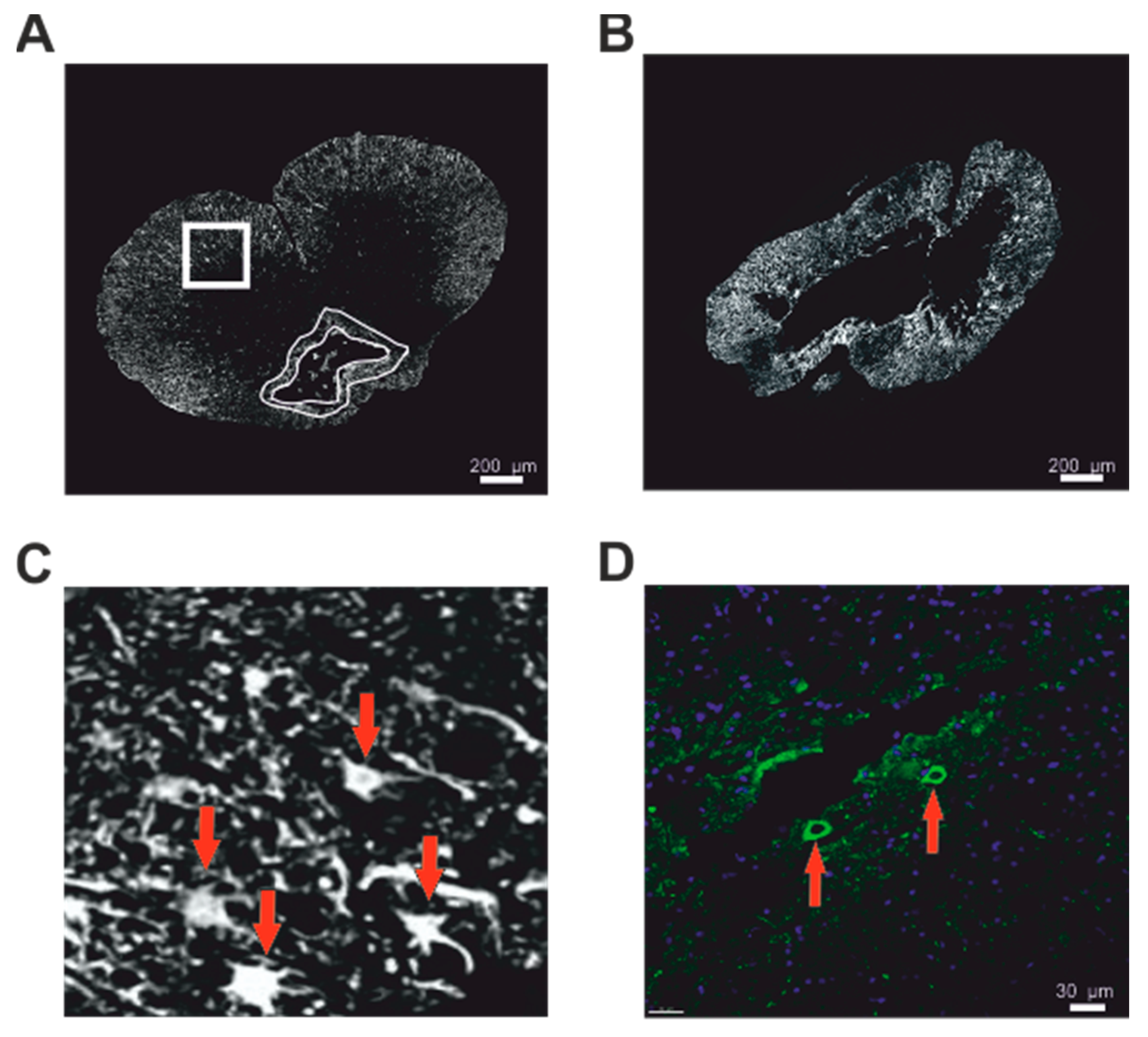 Biomedicines 08 00477 g004 Biomedicines 08 00477 g004