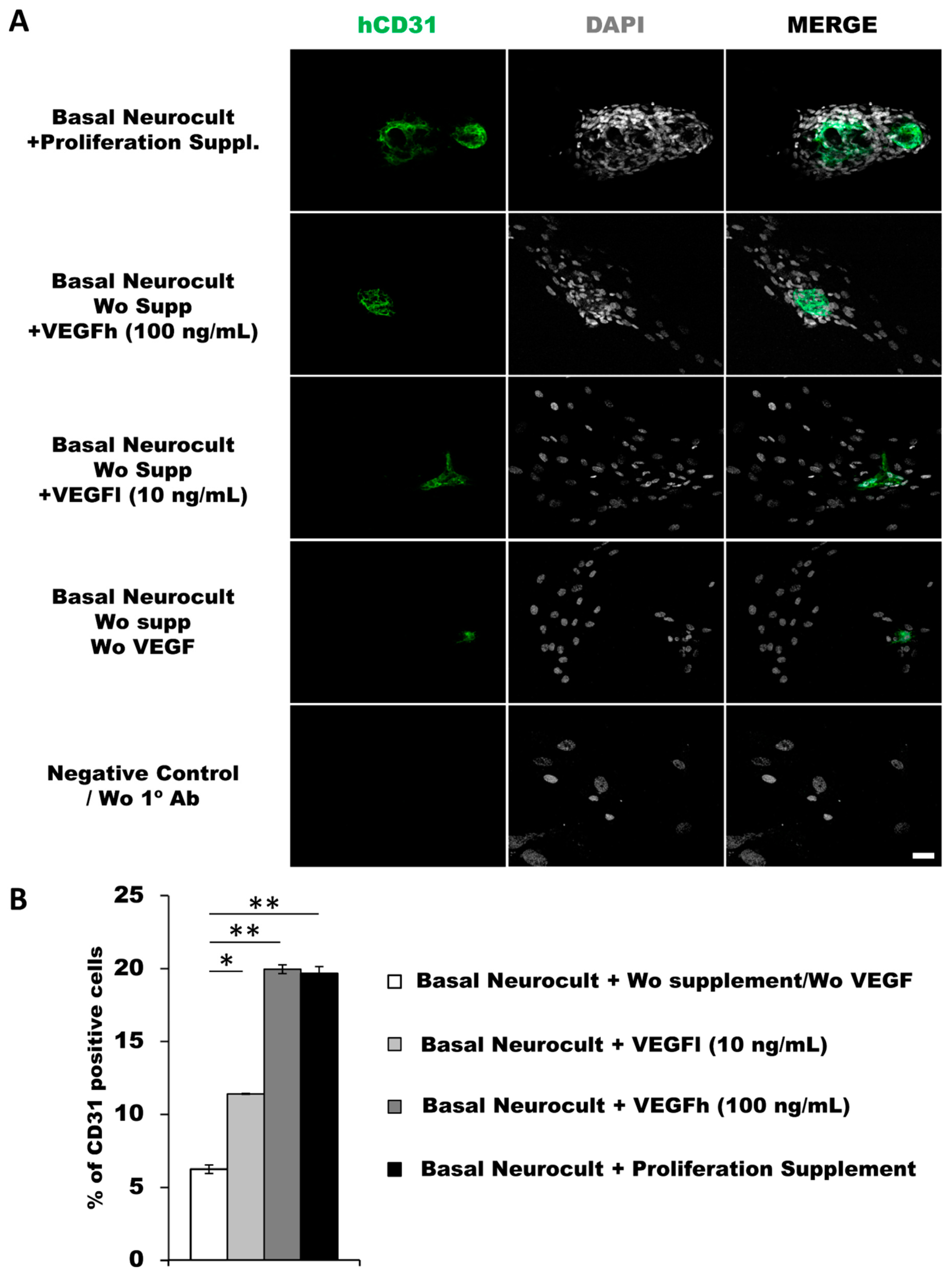 Biomedicines 08 00483 g003