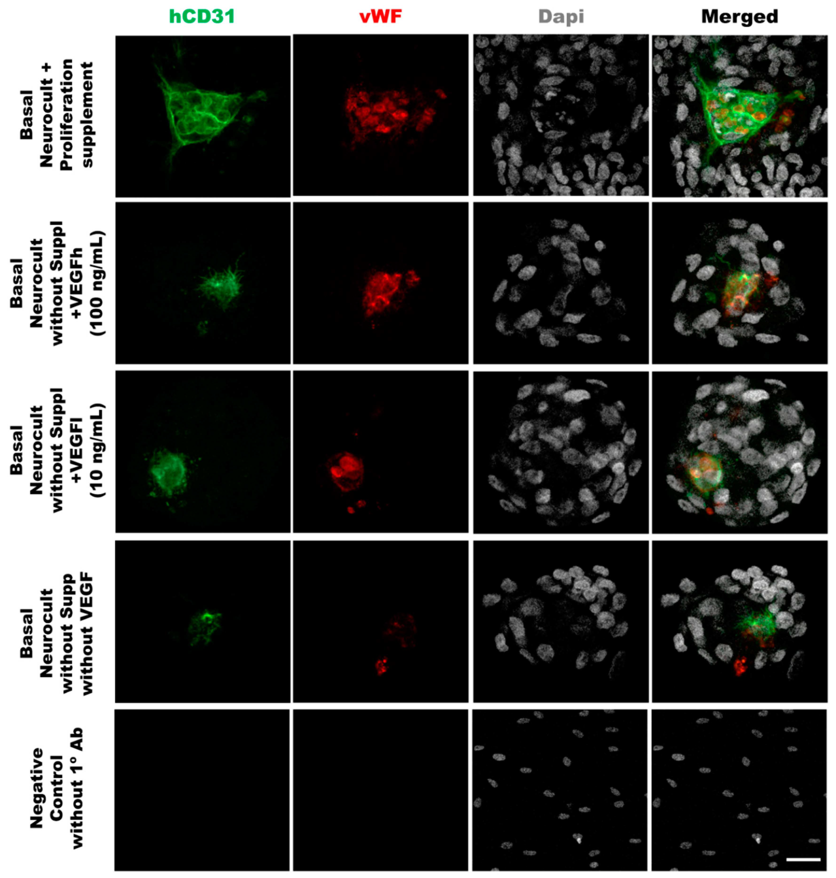 Biomedicines 08 00483 g004