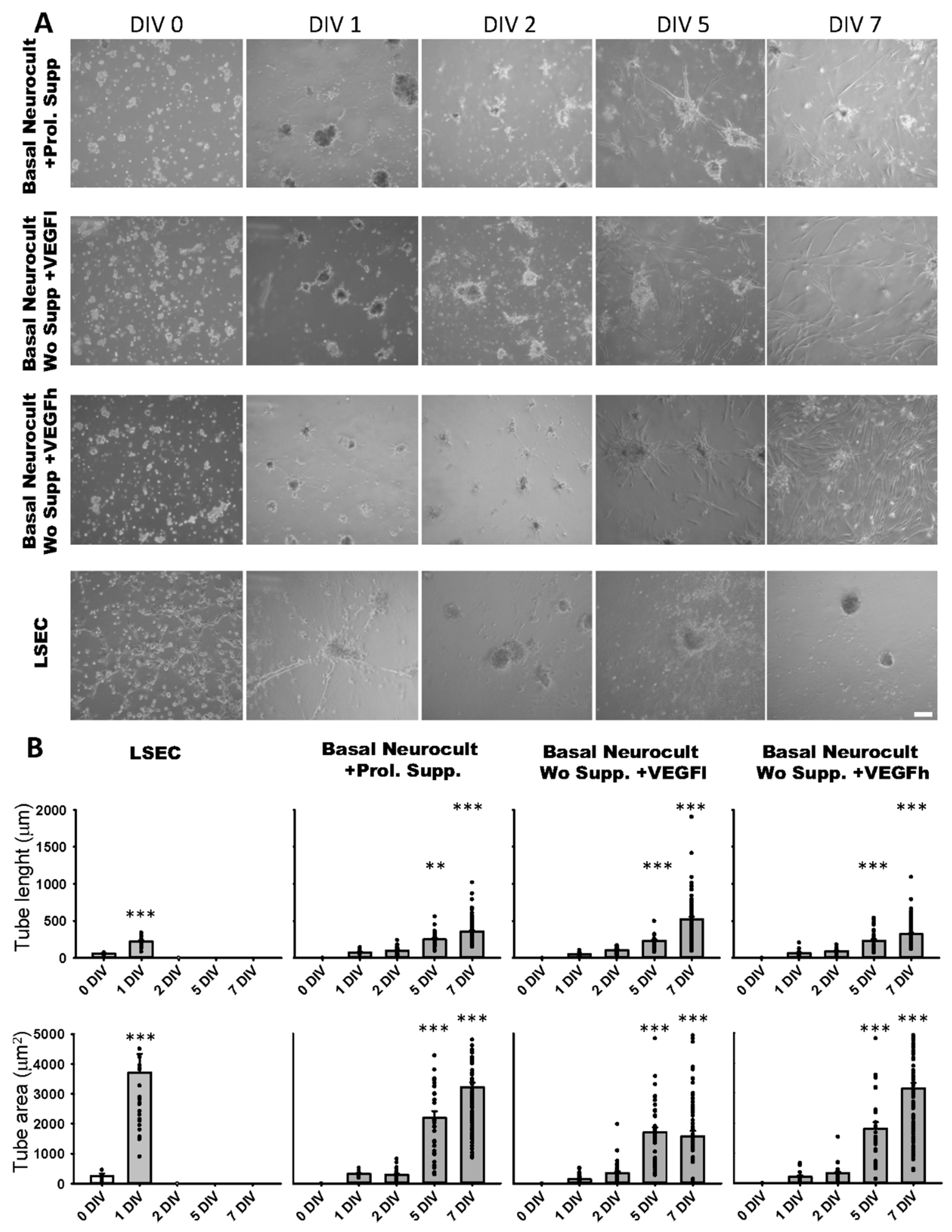 Biomedicines 08 00483 g005