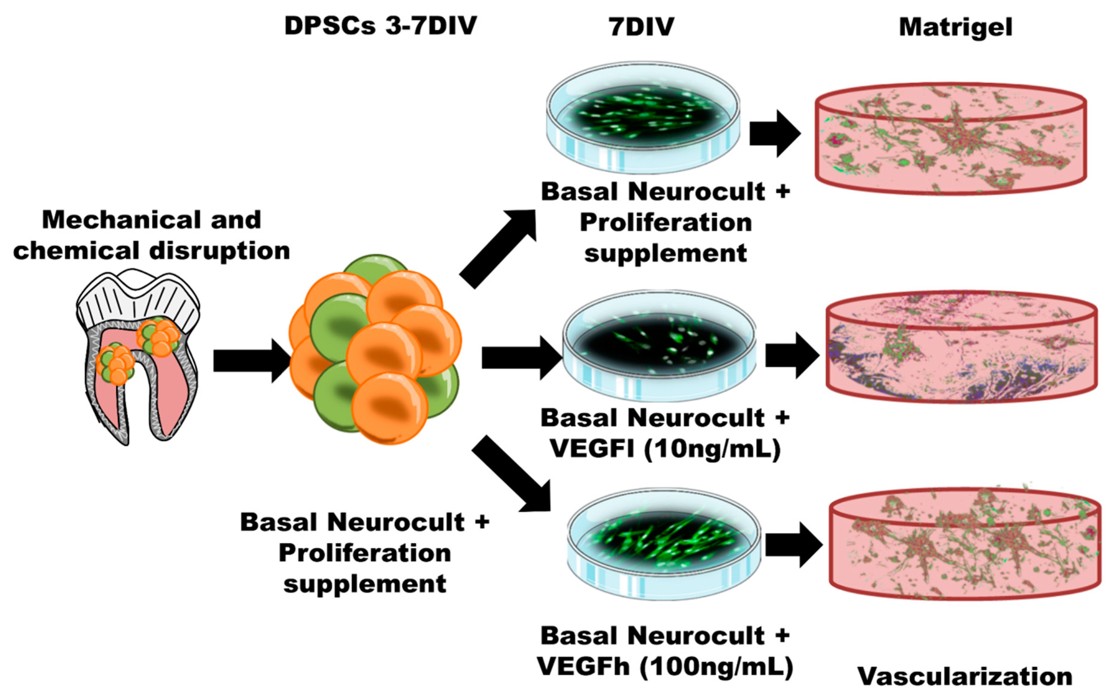Biomedicines 08 00483 g008